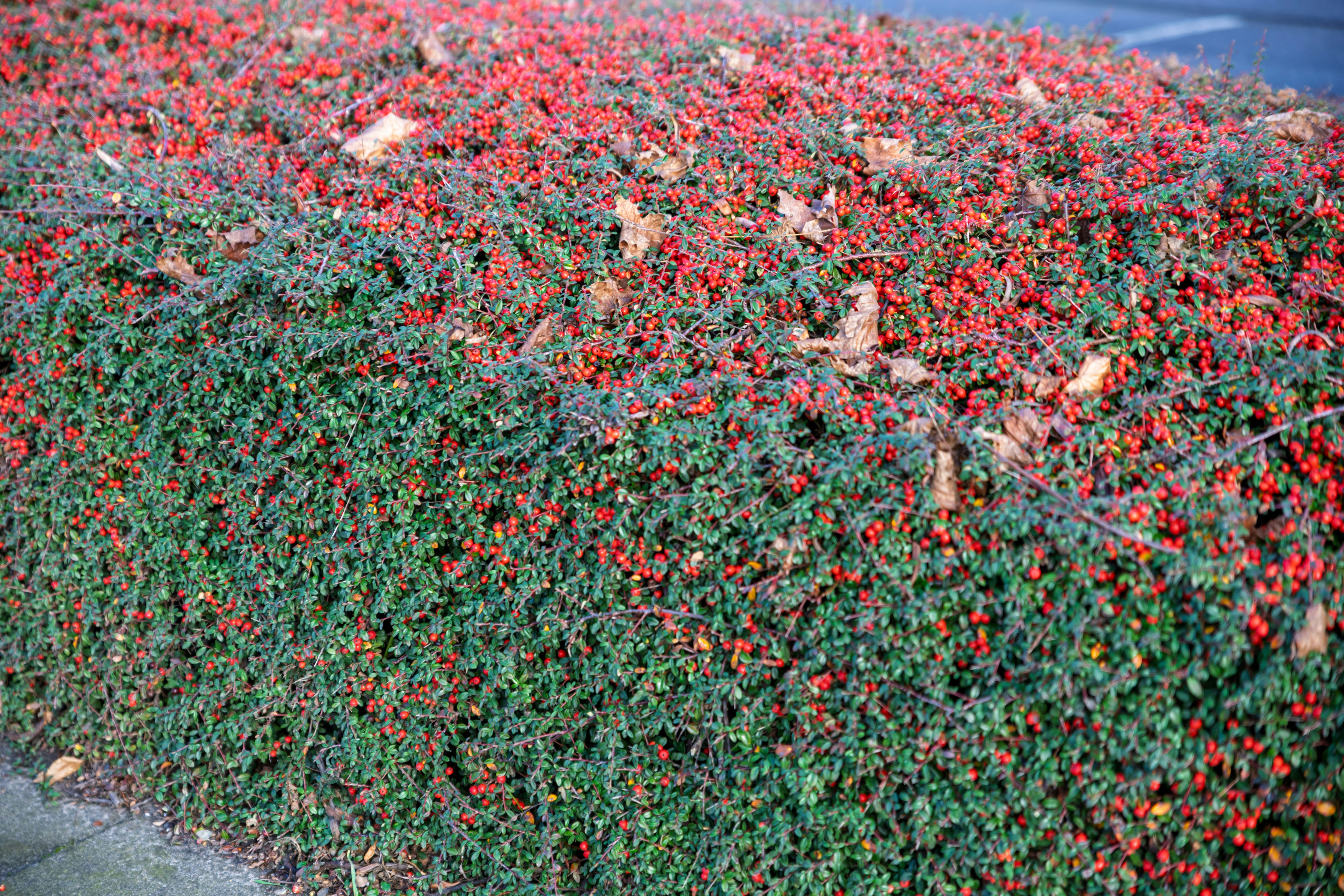 Jerusalem Cherry Plant With Colorful Berries Changing From Green To Yellow To Orange Red