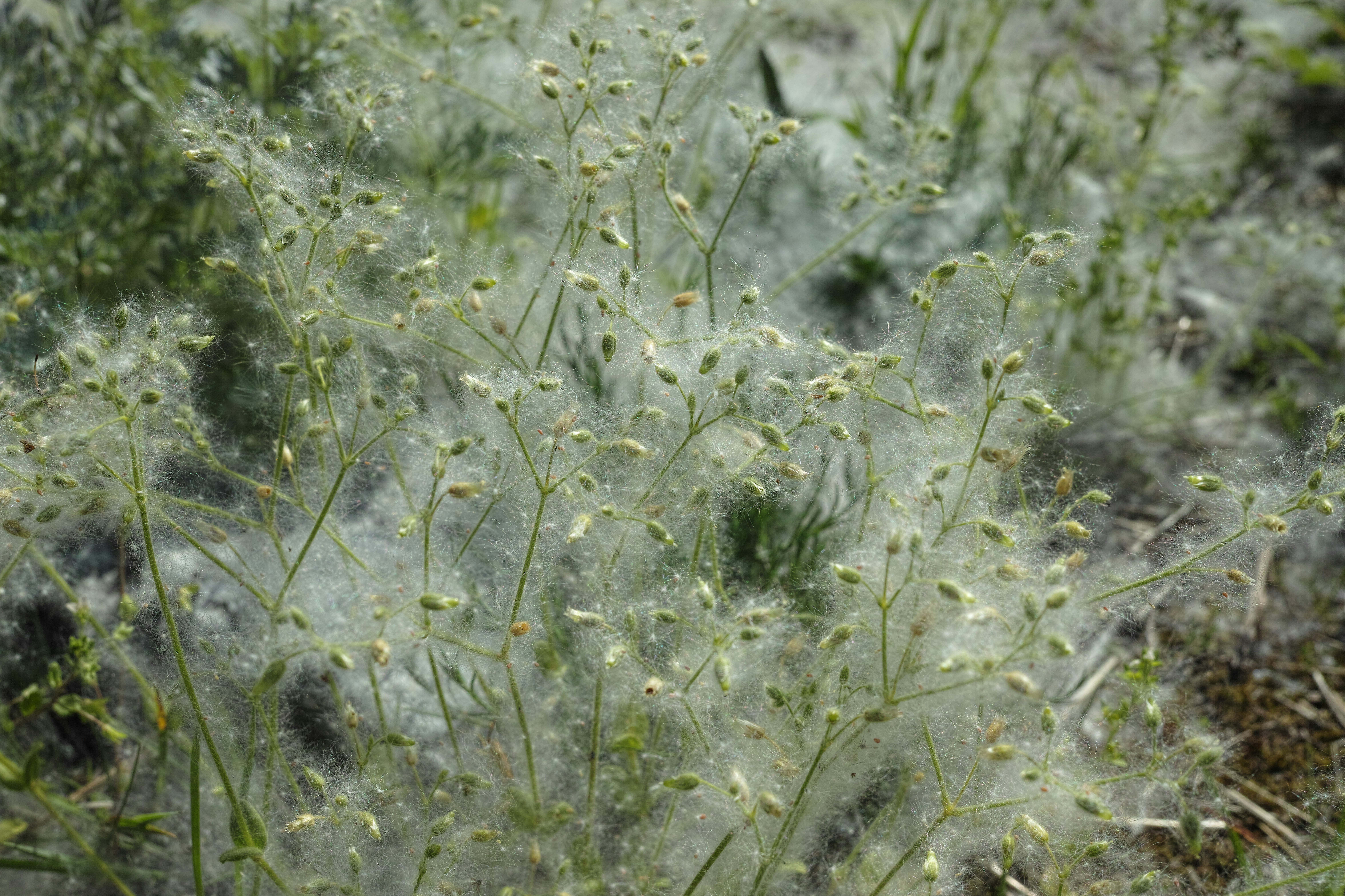 Delicate white seed heads of wild grass in sunlight.