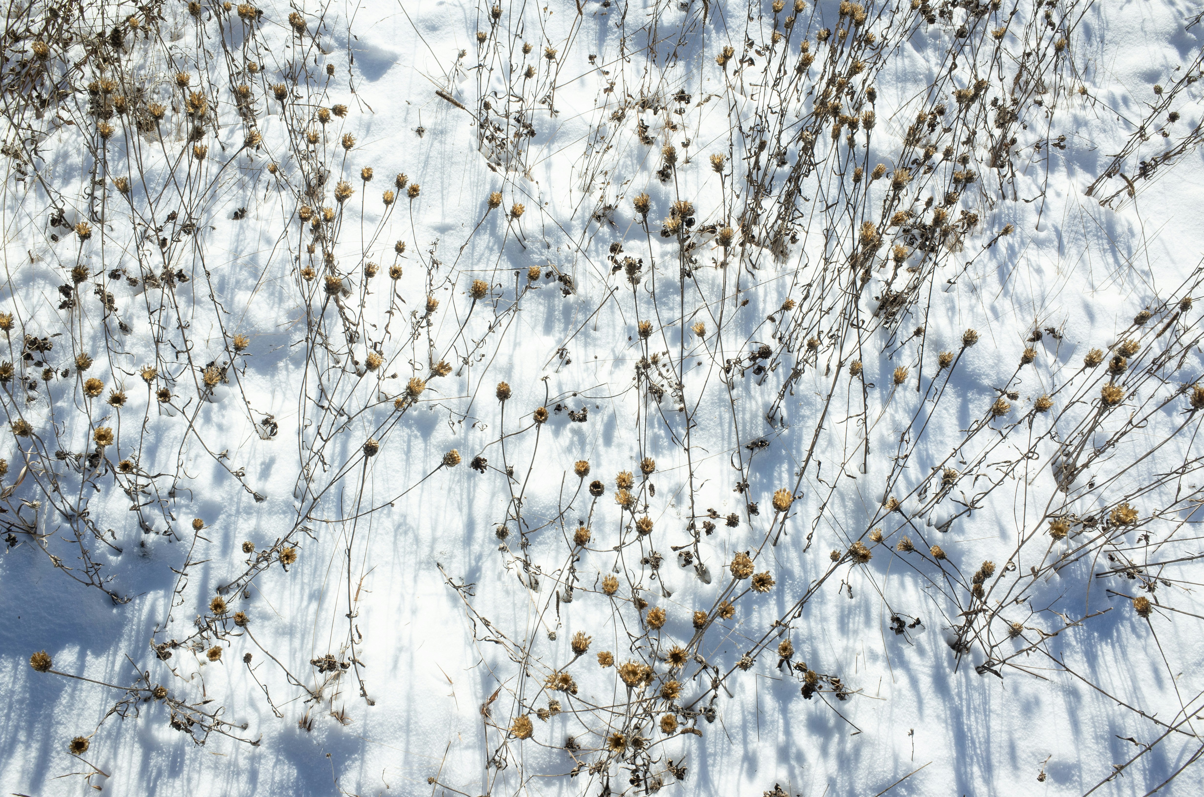 Dry plants on a snowy ground