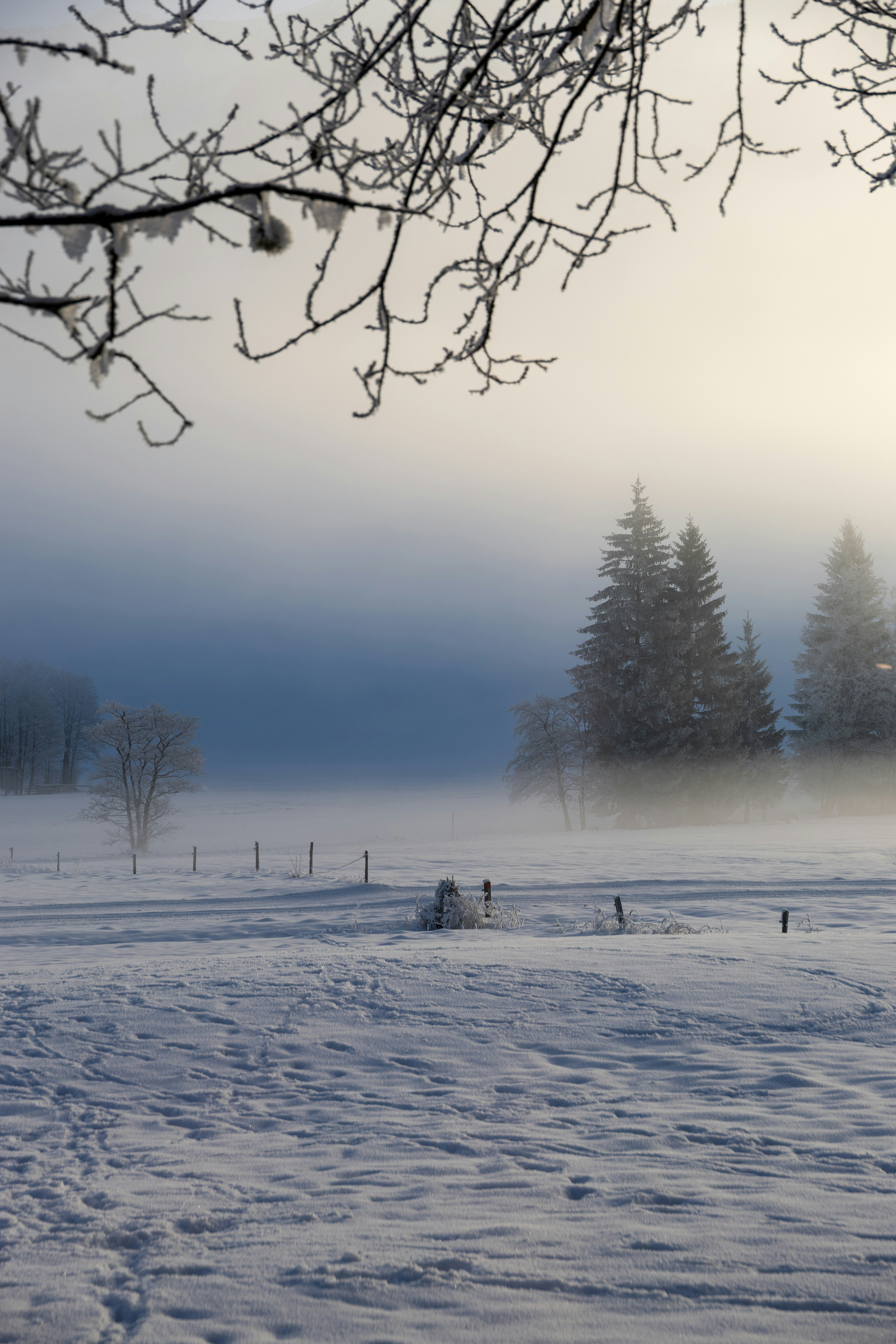 Paisaje nevado con árboles envueltos en niebla.