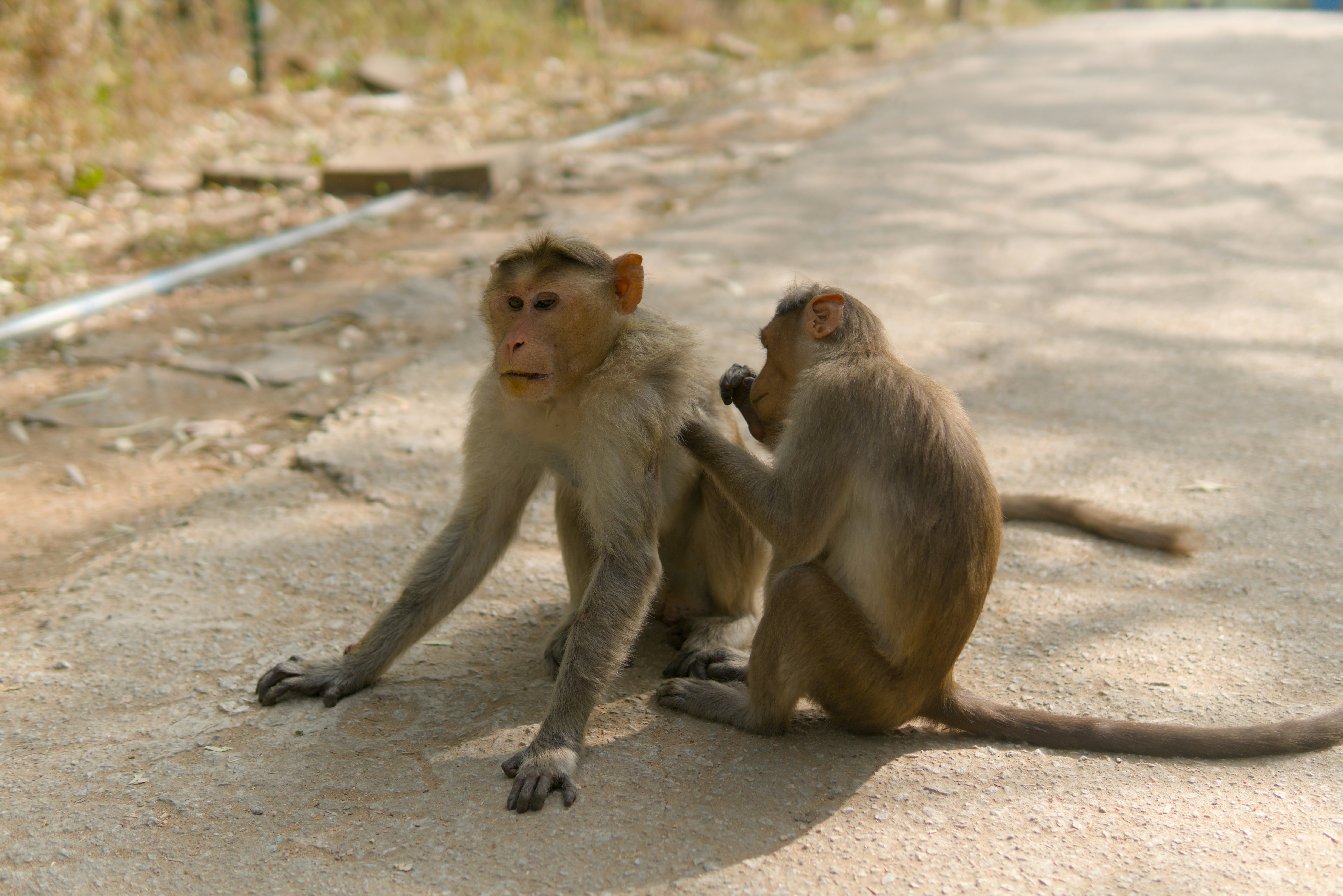 Two monkeys grooming each other on a dirt path.