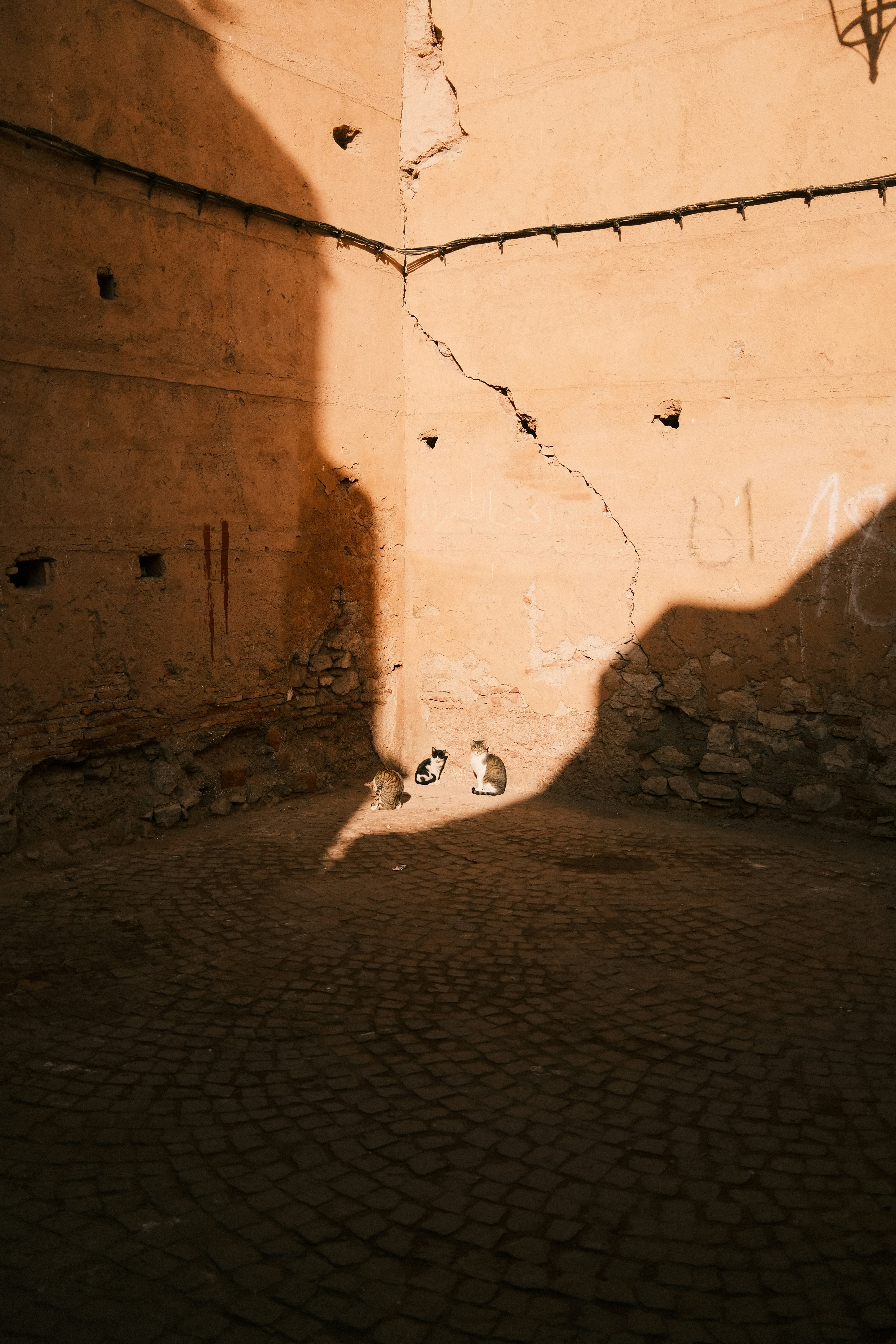 Three cats rest in a sunlit courtyard corner.