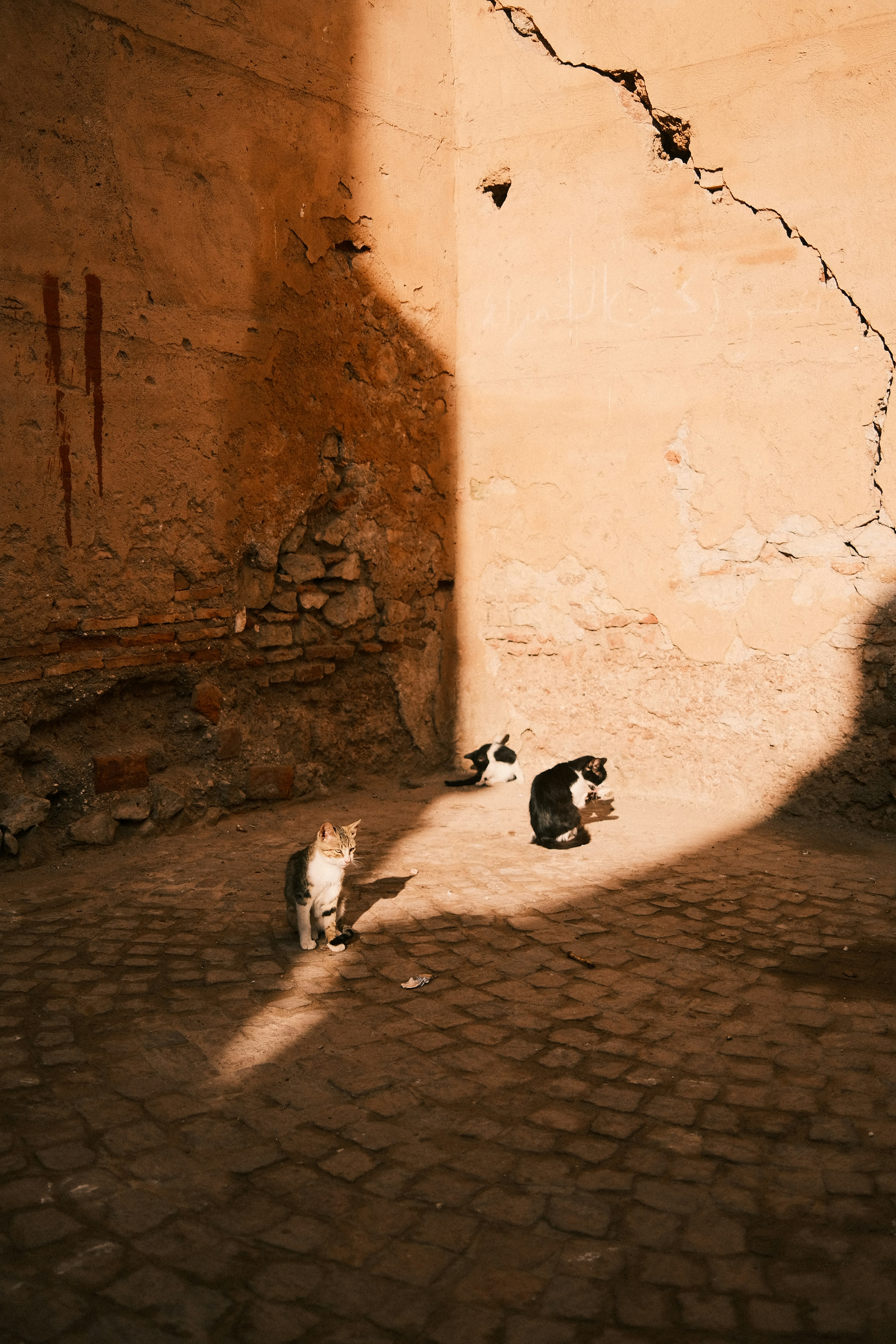 Three cats sit in a sunlit courtyard.