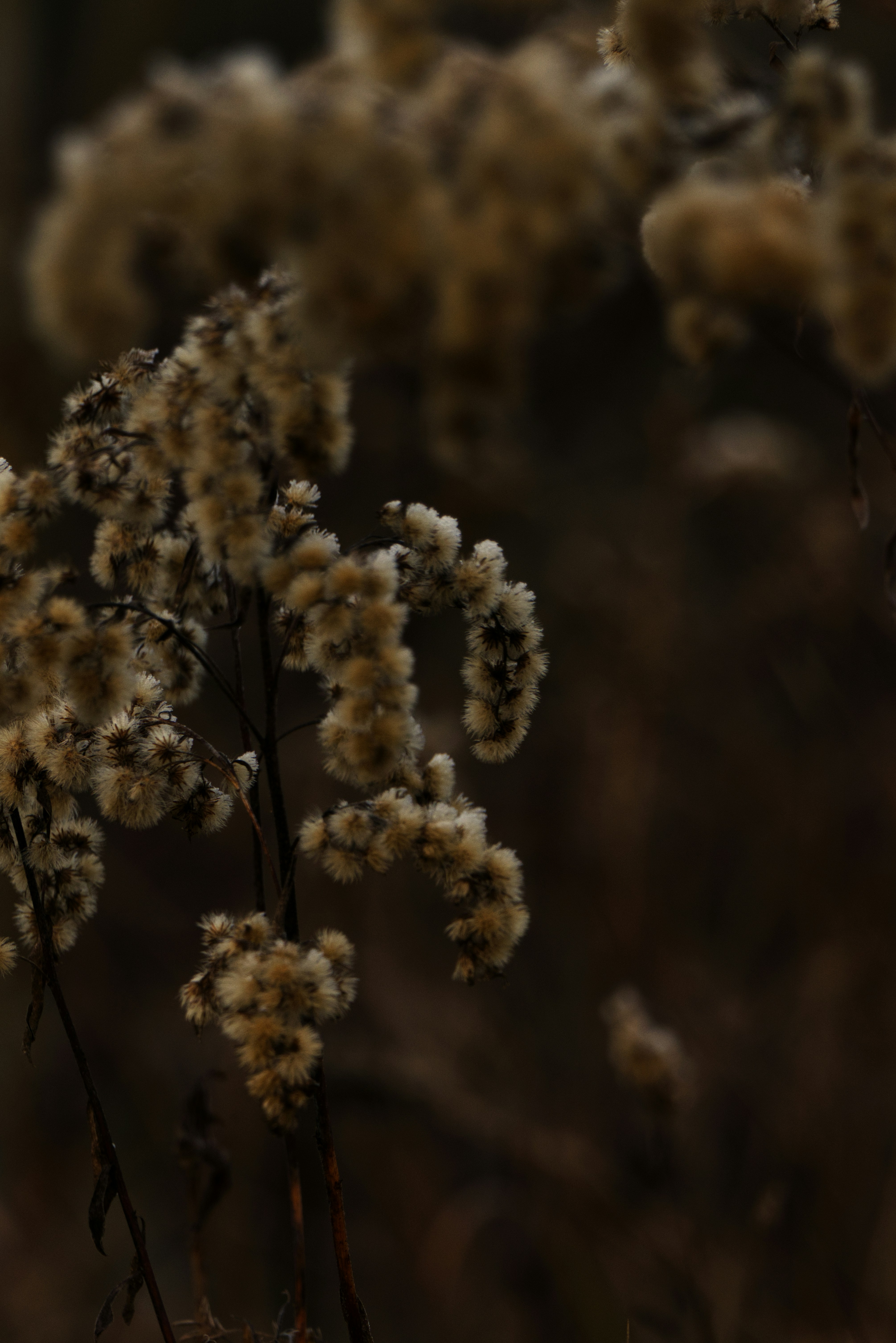 Photo by softlyglimmer