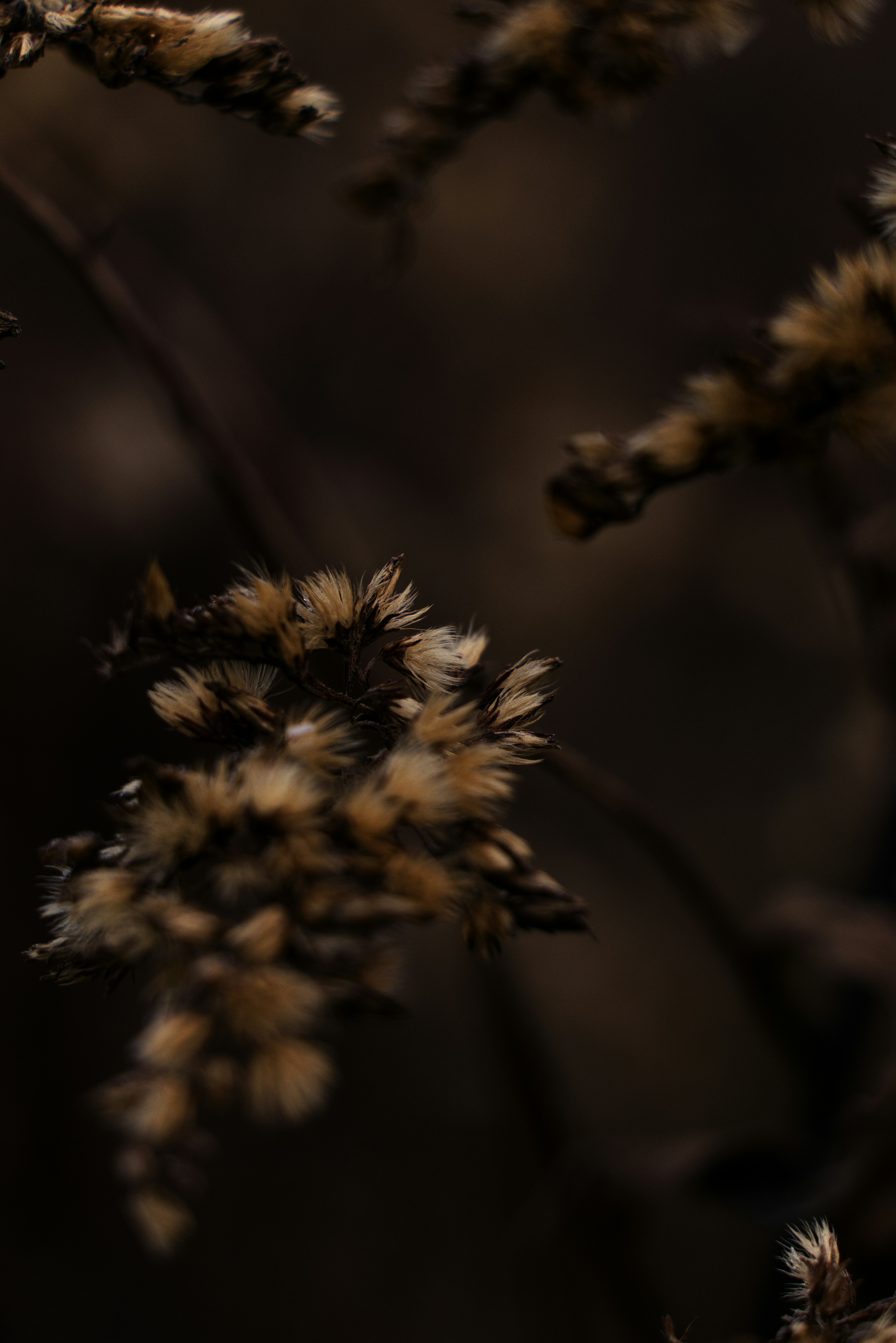 Photo by softlyglimmer