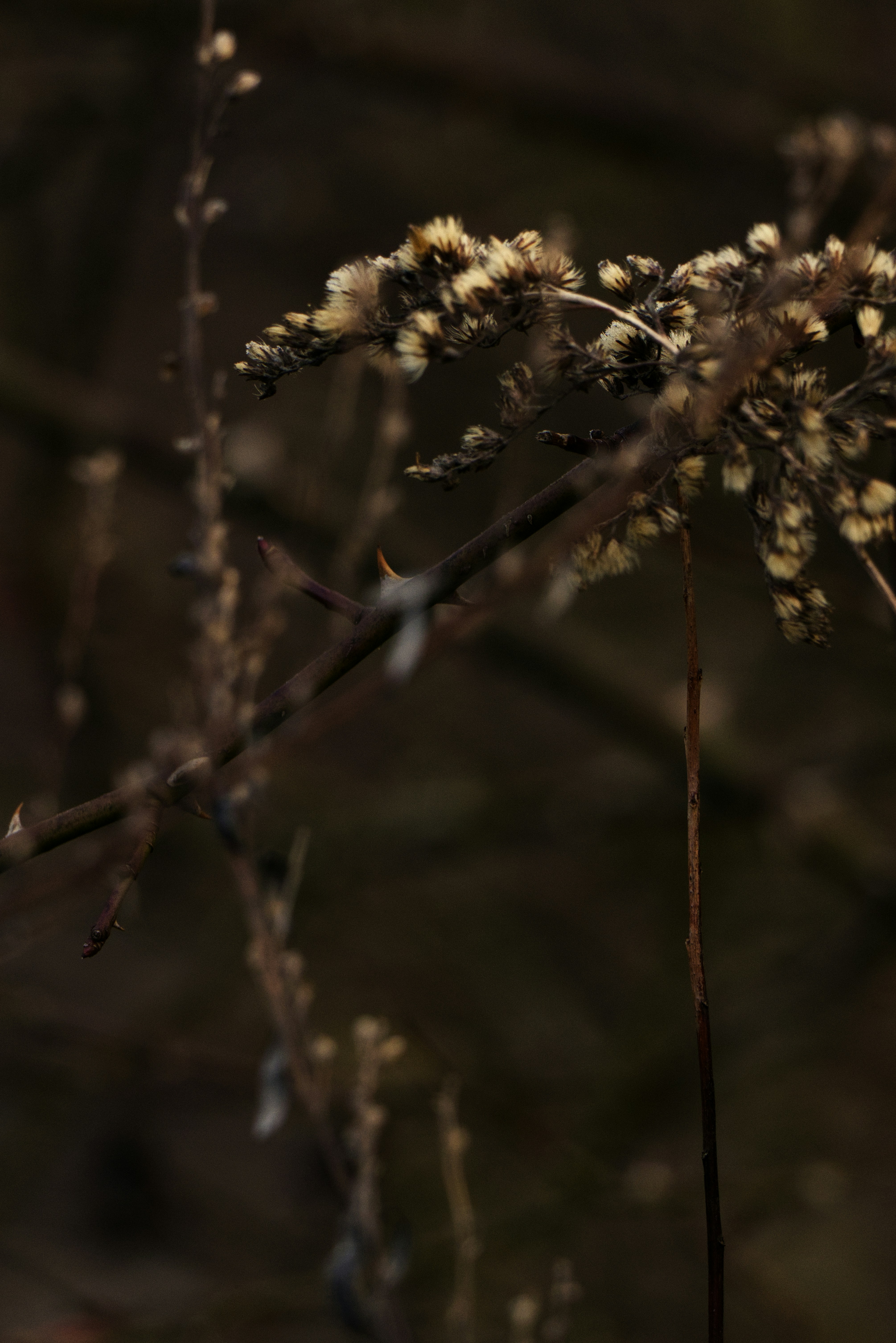 Photo by softlyglimmer