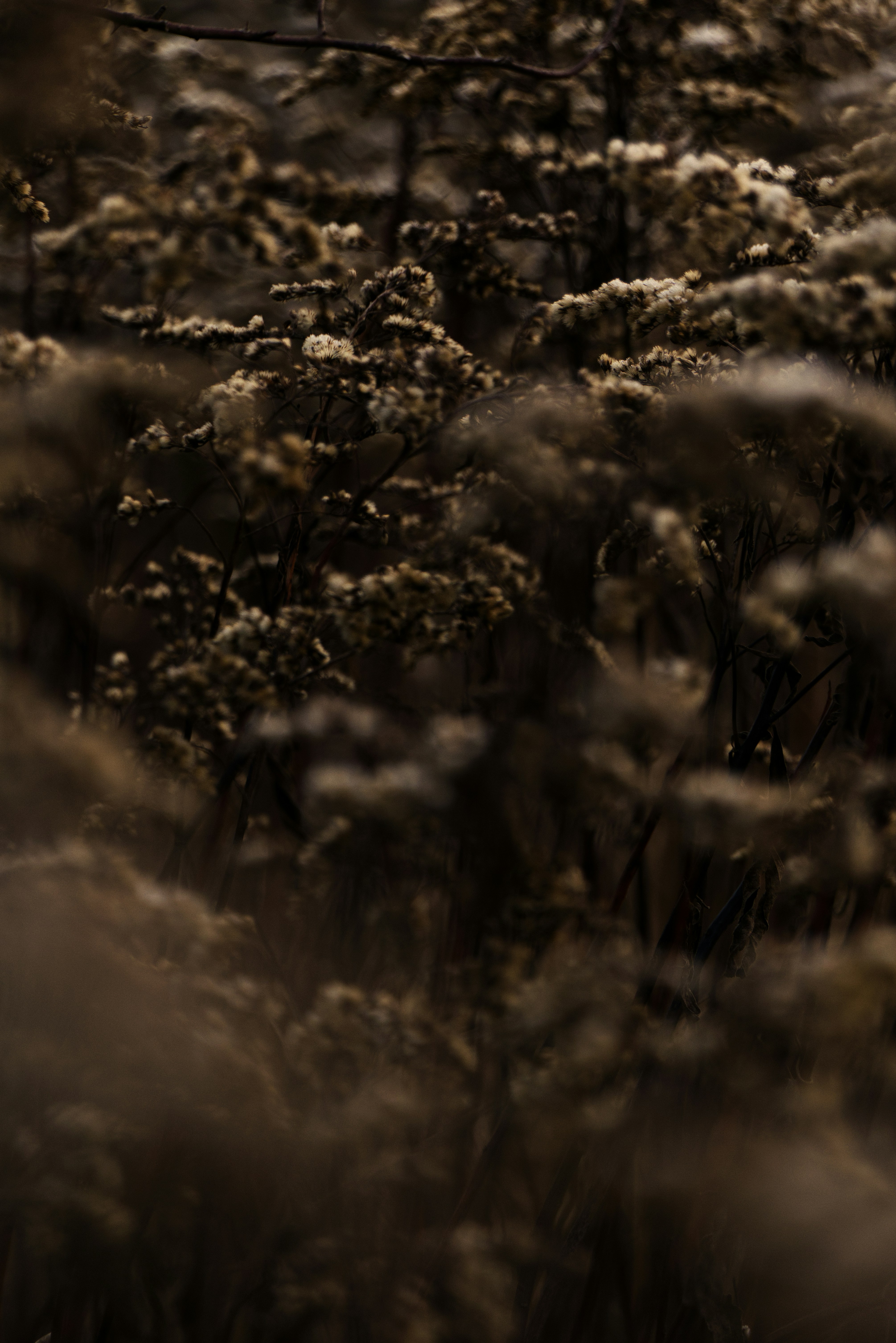 Photo by softlyglimmer