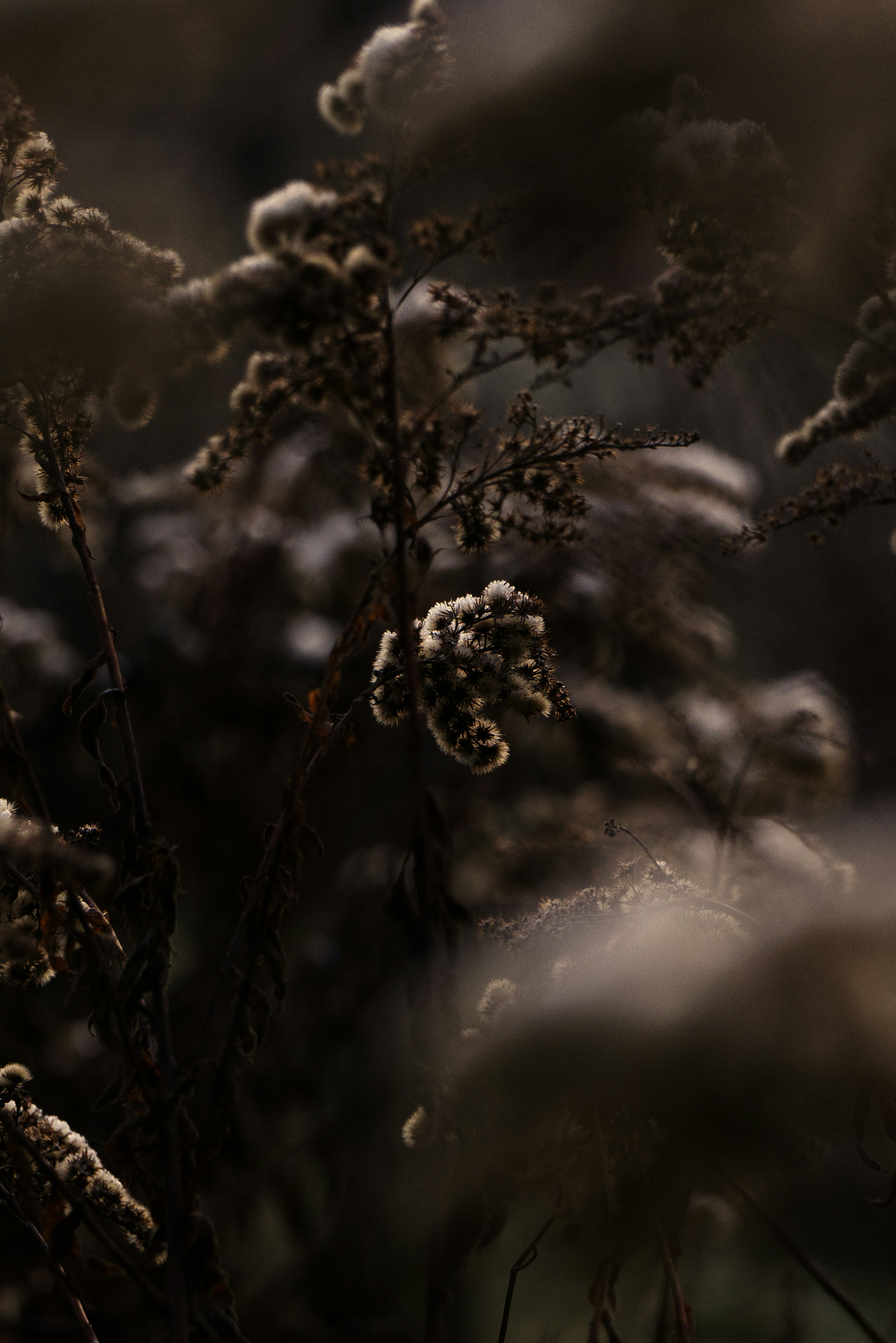 Photo by softlyglimmer