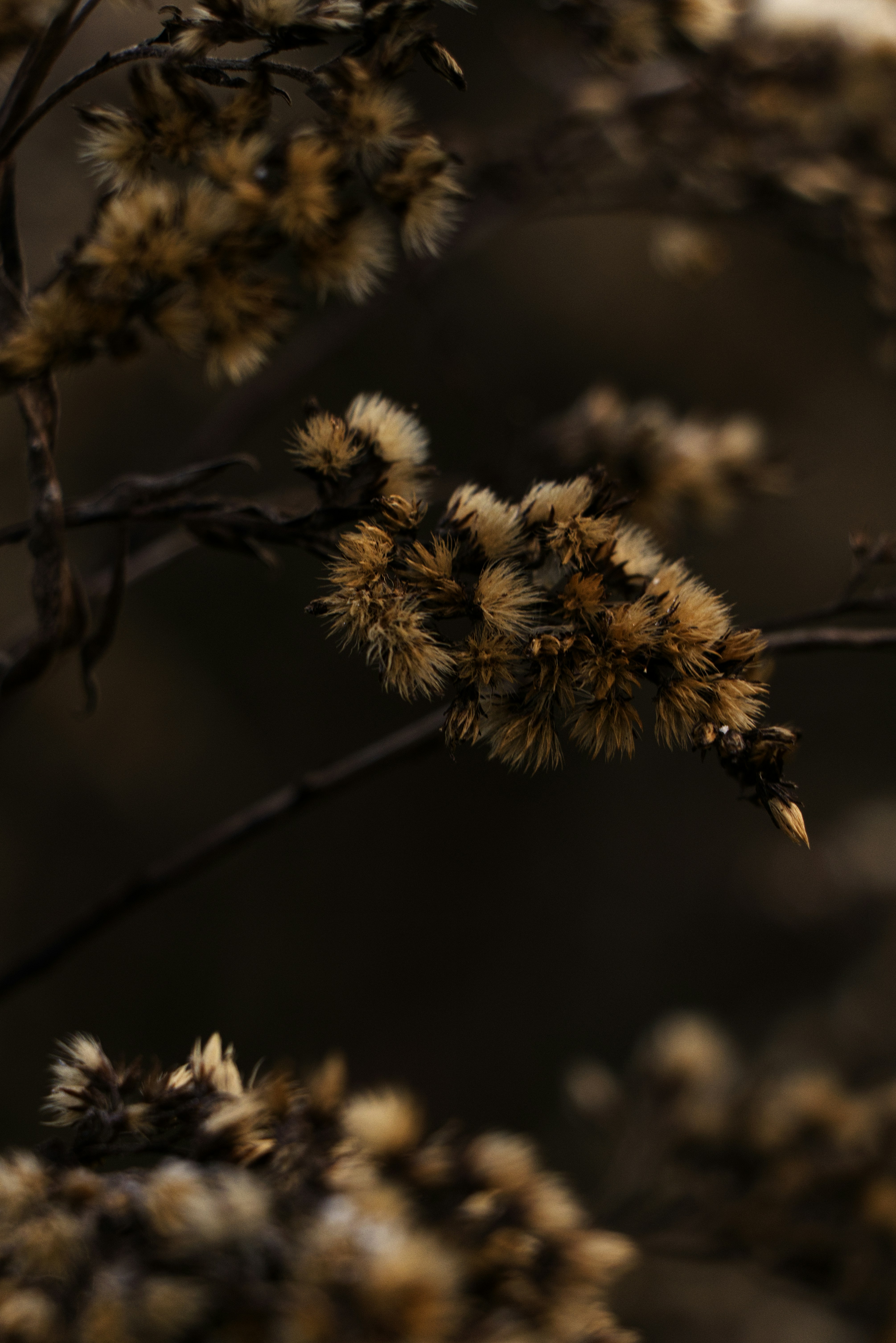 Photo by softlyglimmer