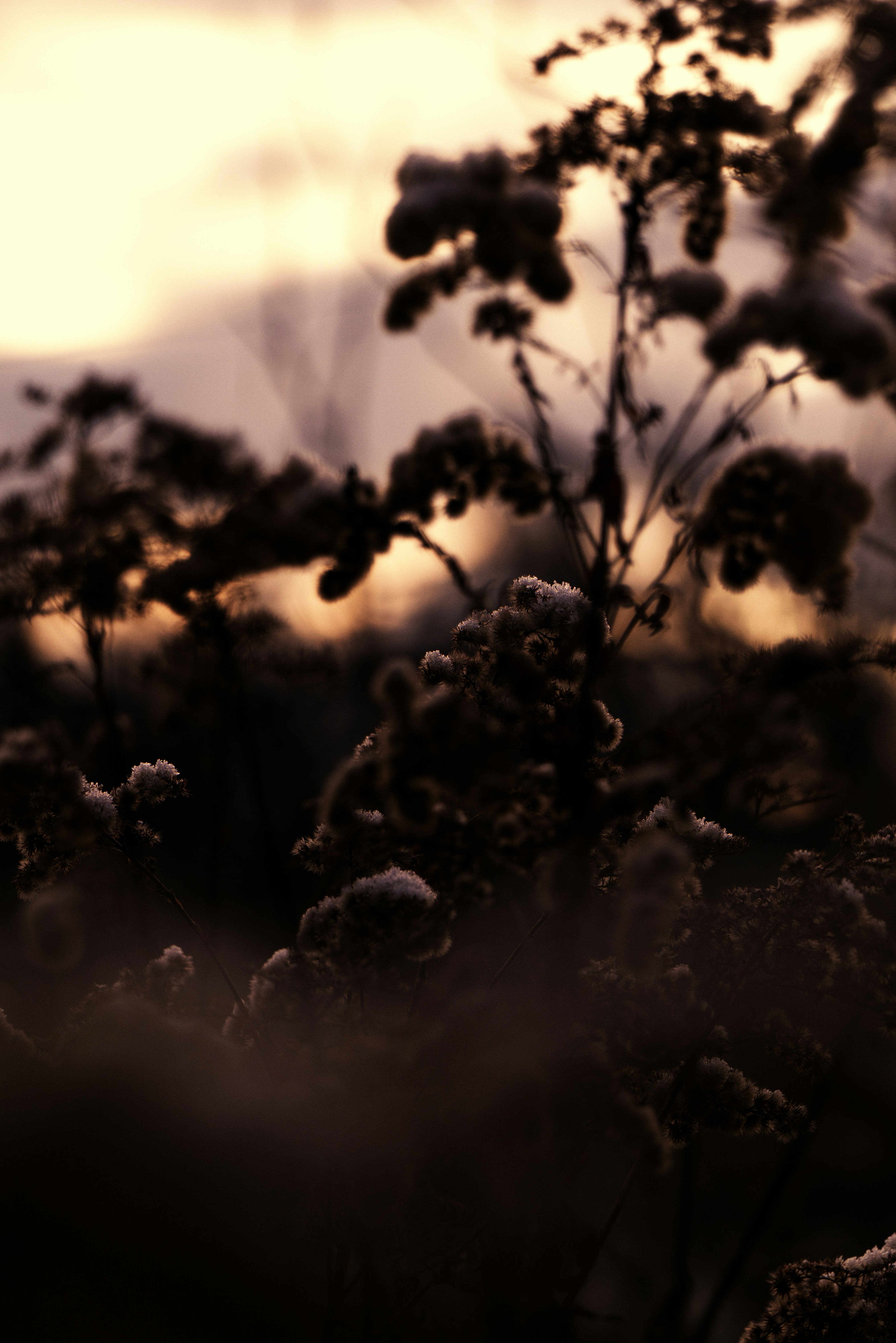 Photo by softlyglimmer