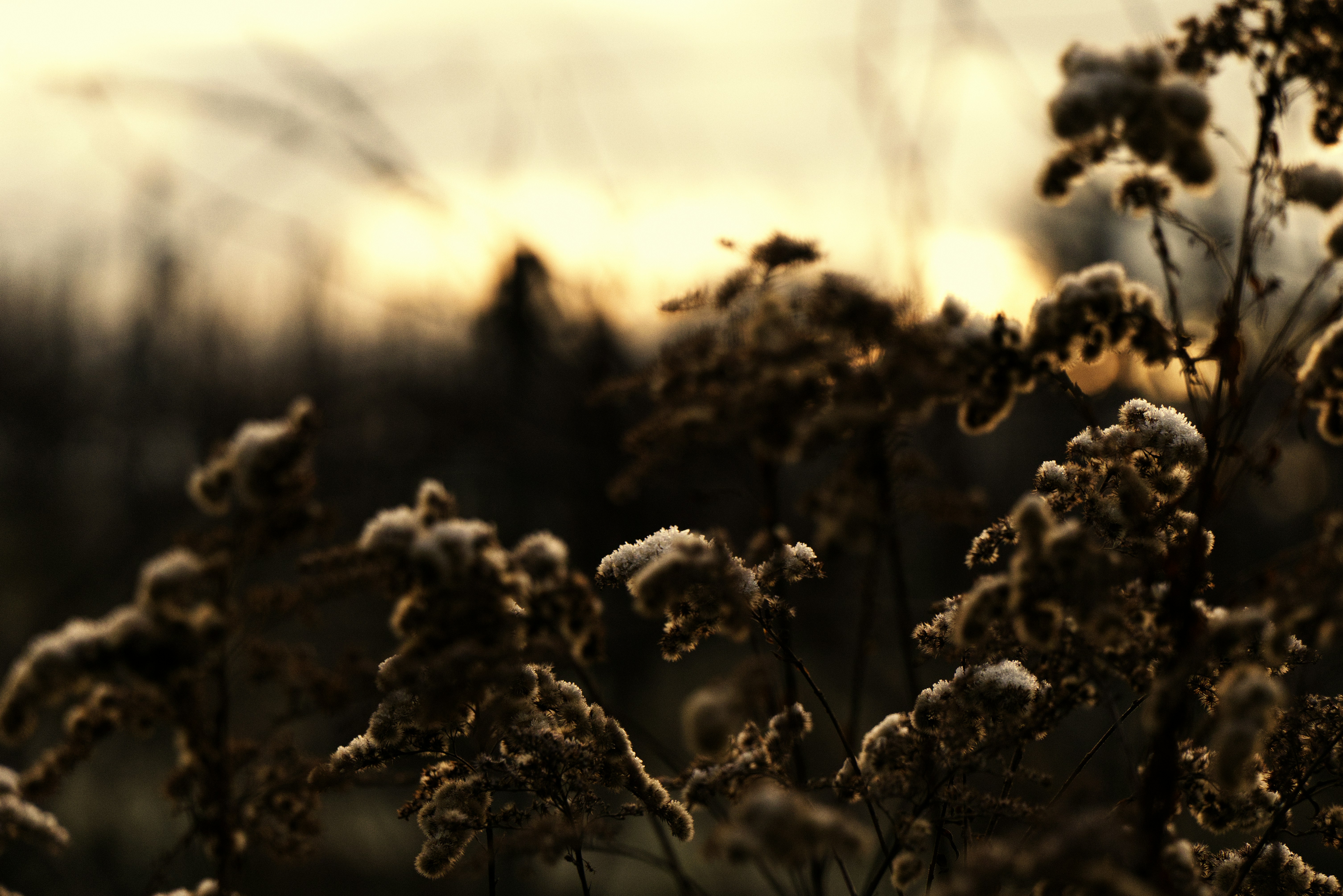Photo by softlyglimmer