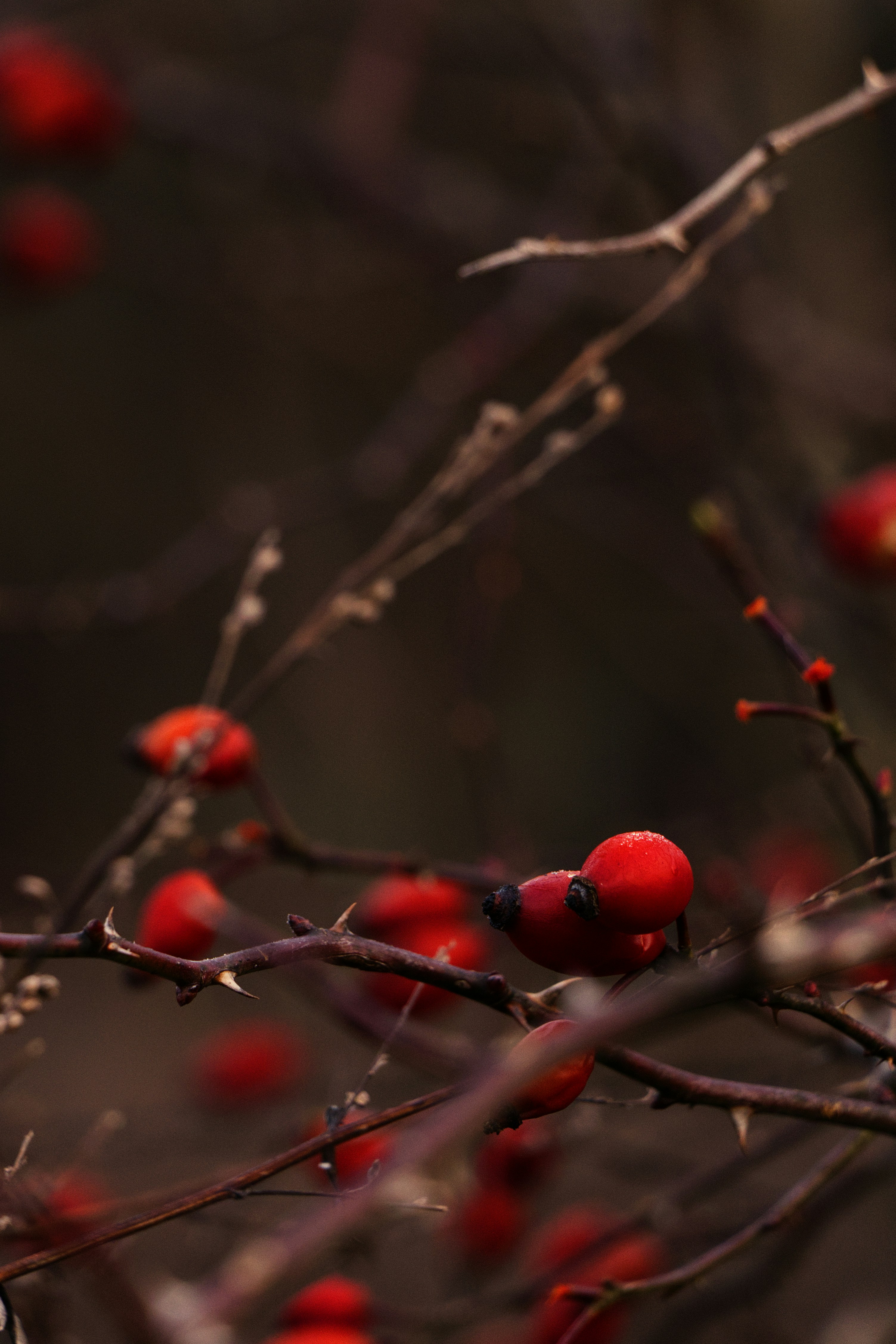 Photo by softlyglimmer