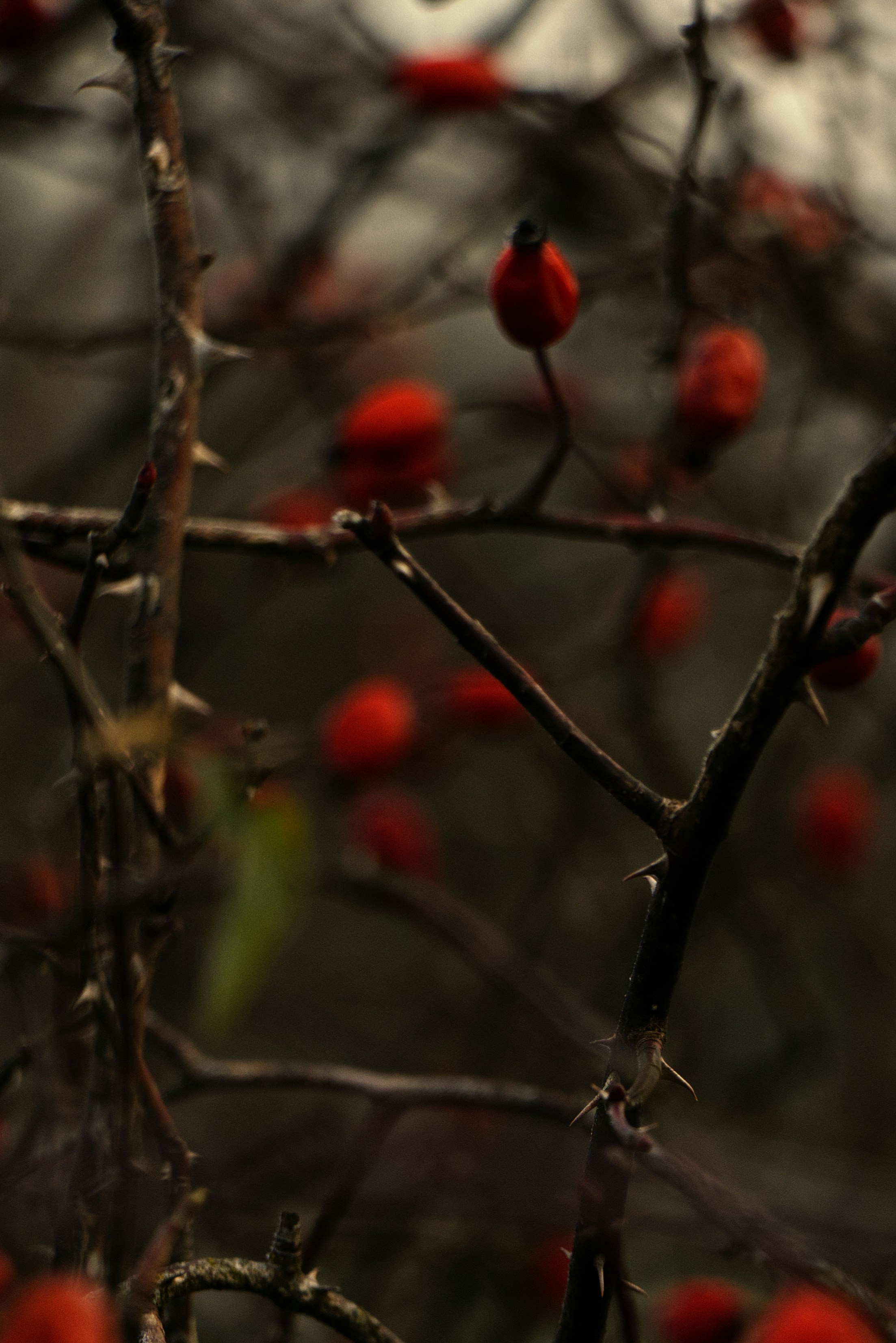 Photo by softlyglimmer