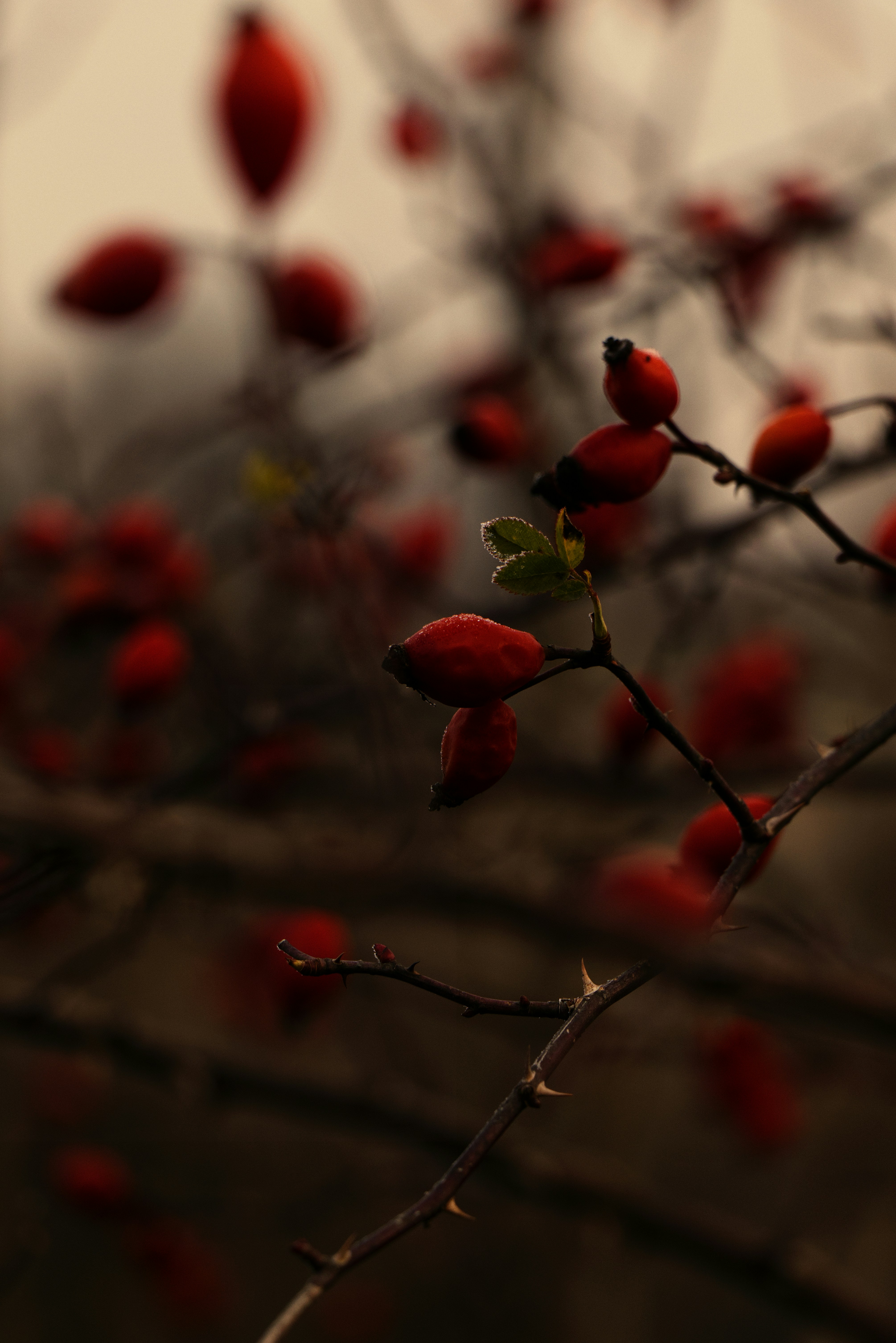 Photo by softlyglimmer