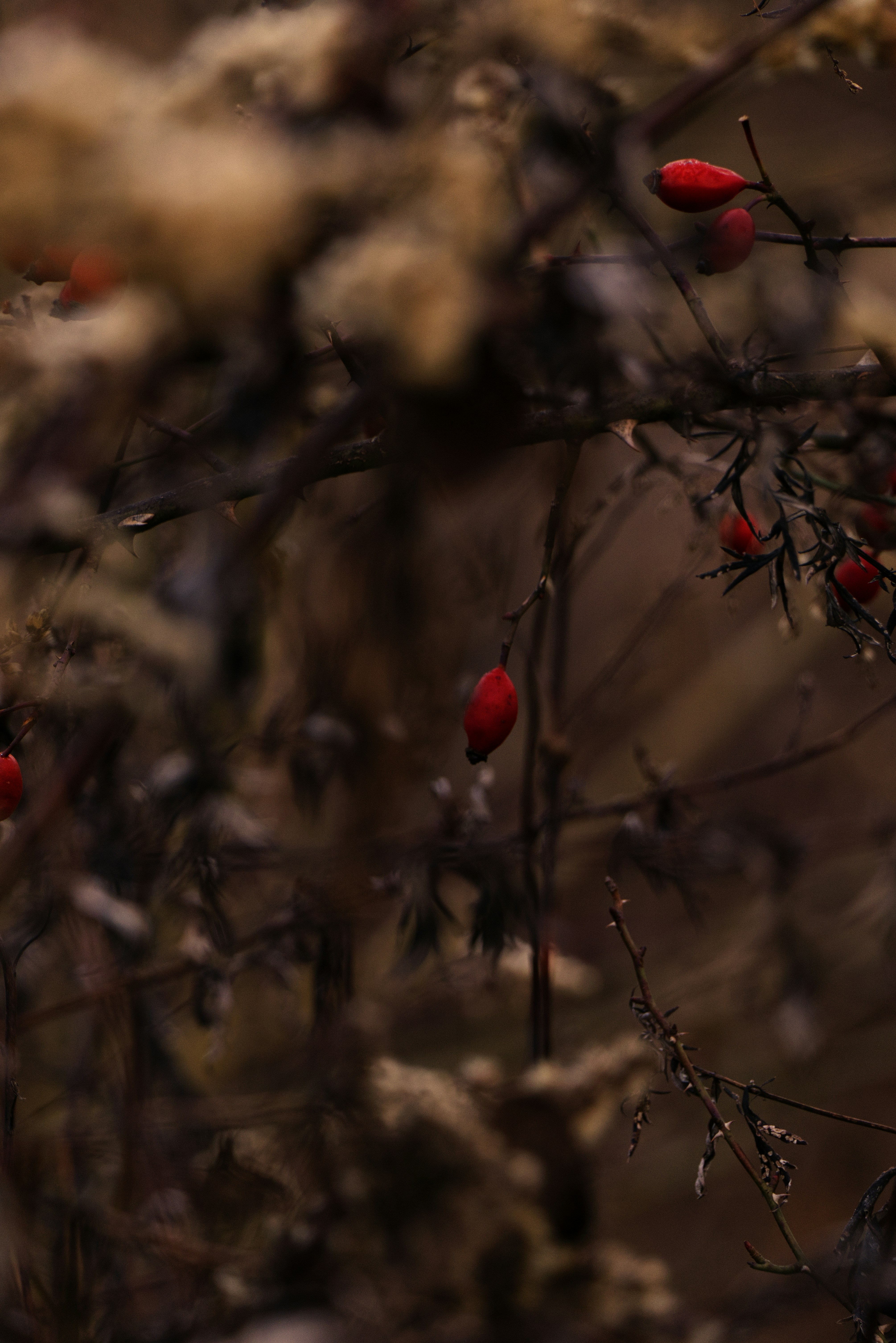 Photo by softlyglimmer