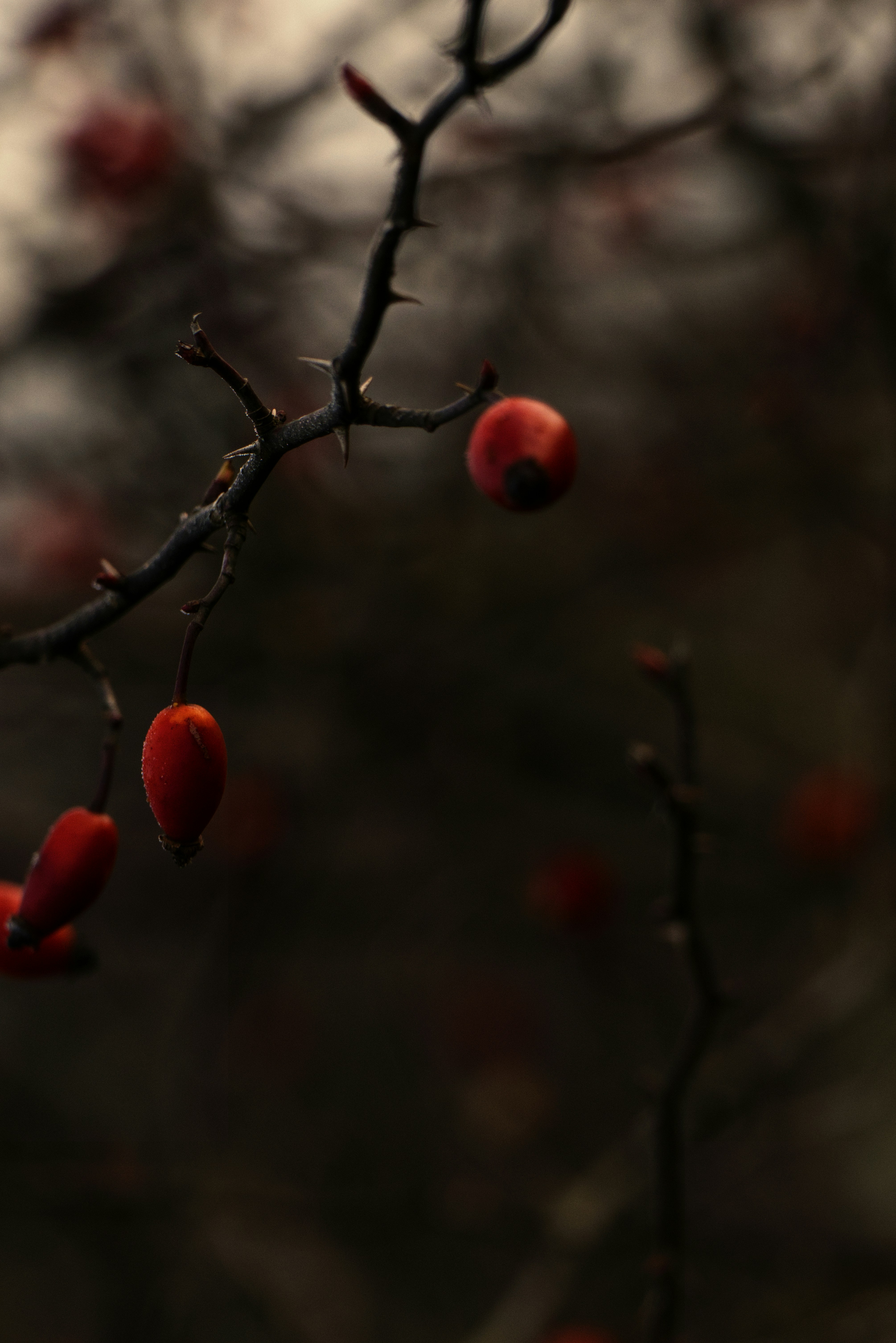 Photo by softlyglimmer