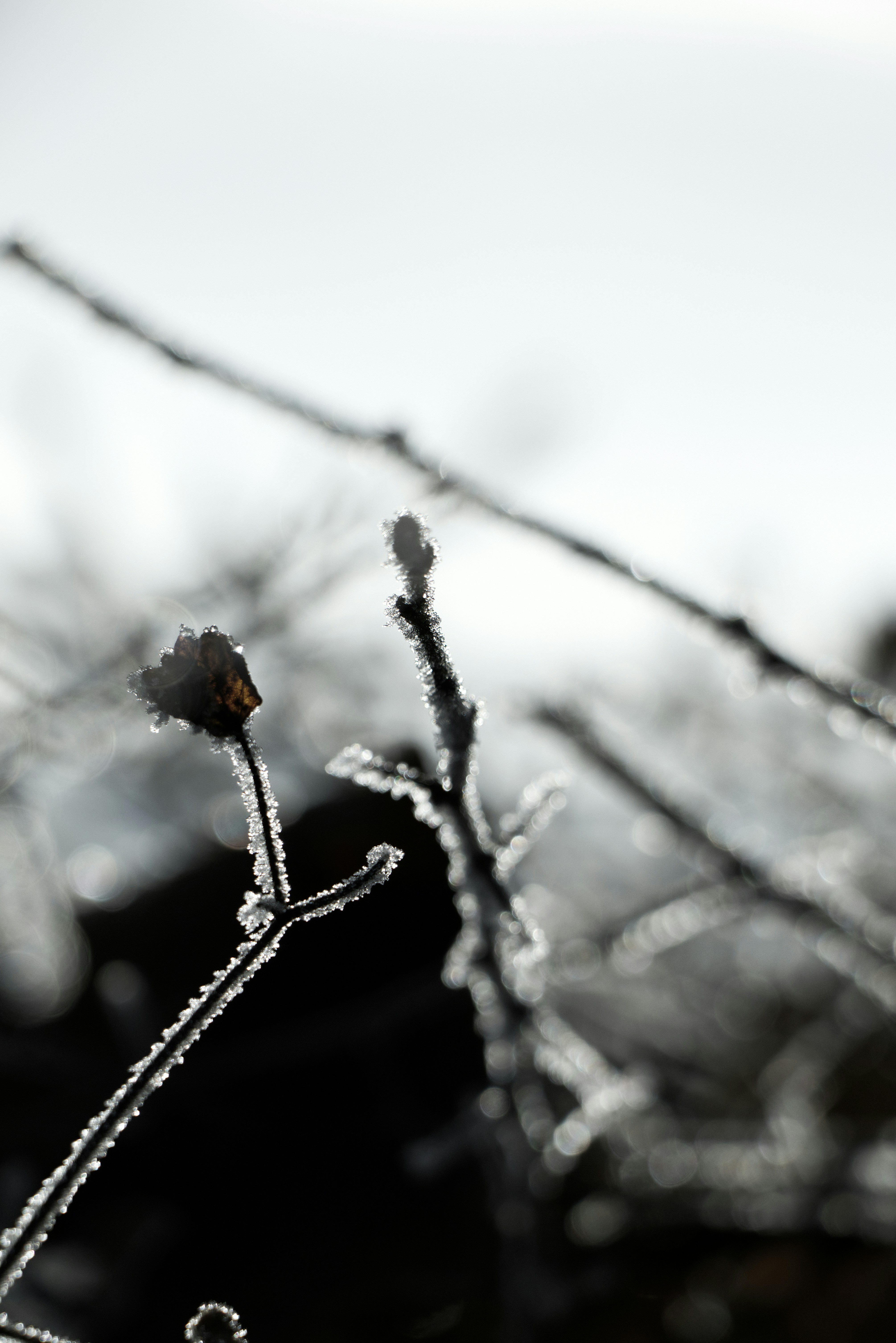 Photo by softlyglimmer