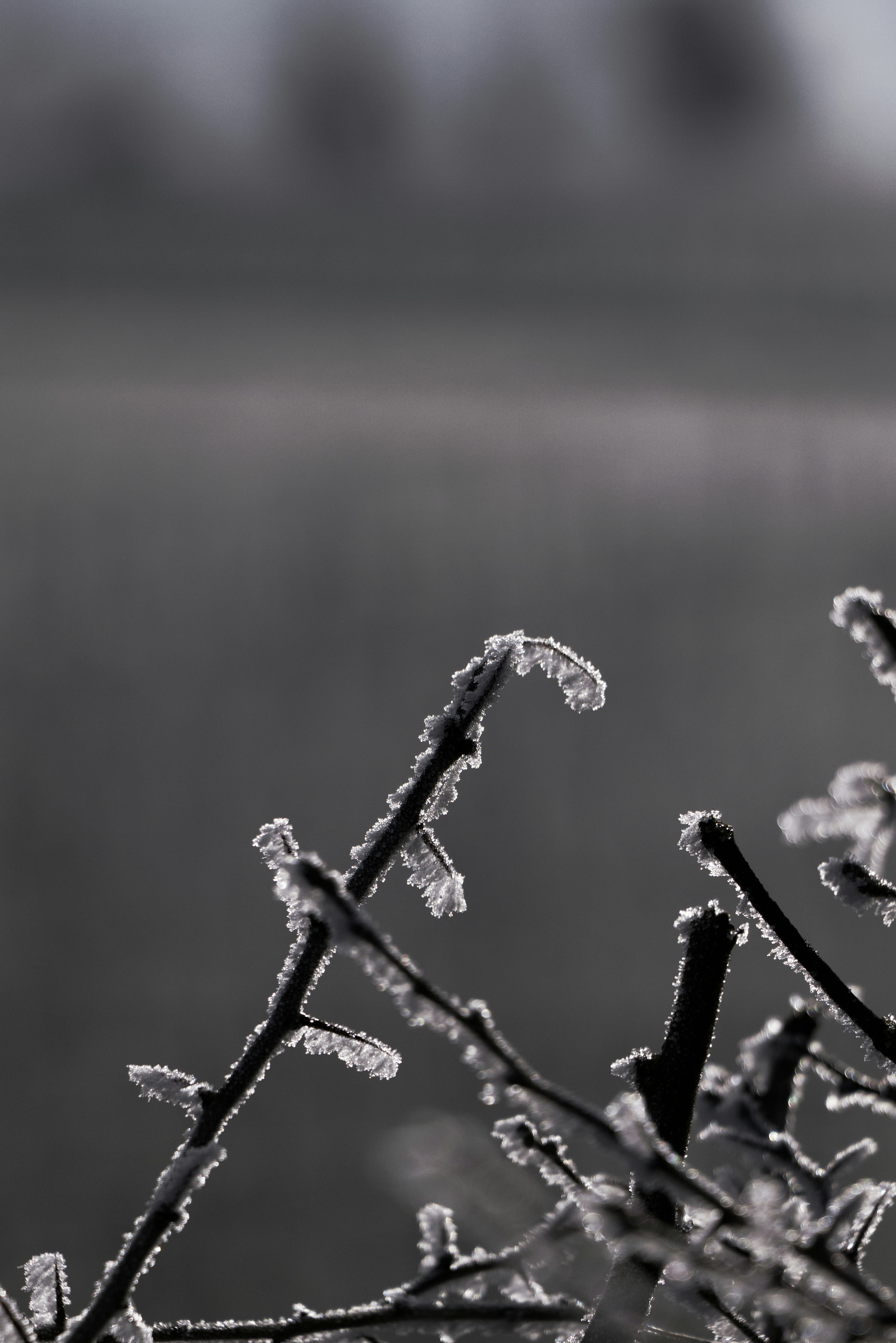 Photo by softlyglimmer