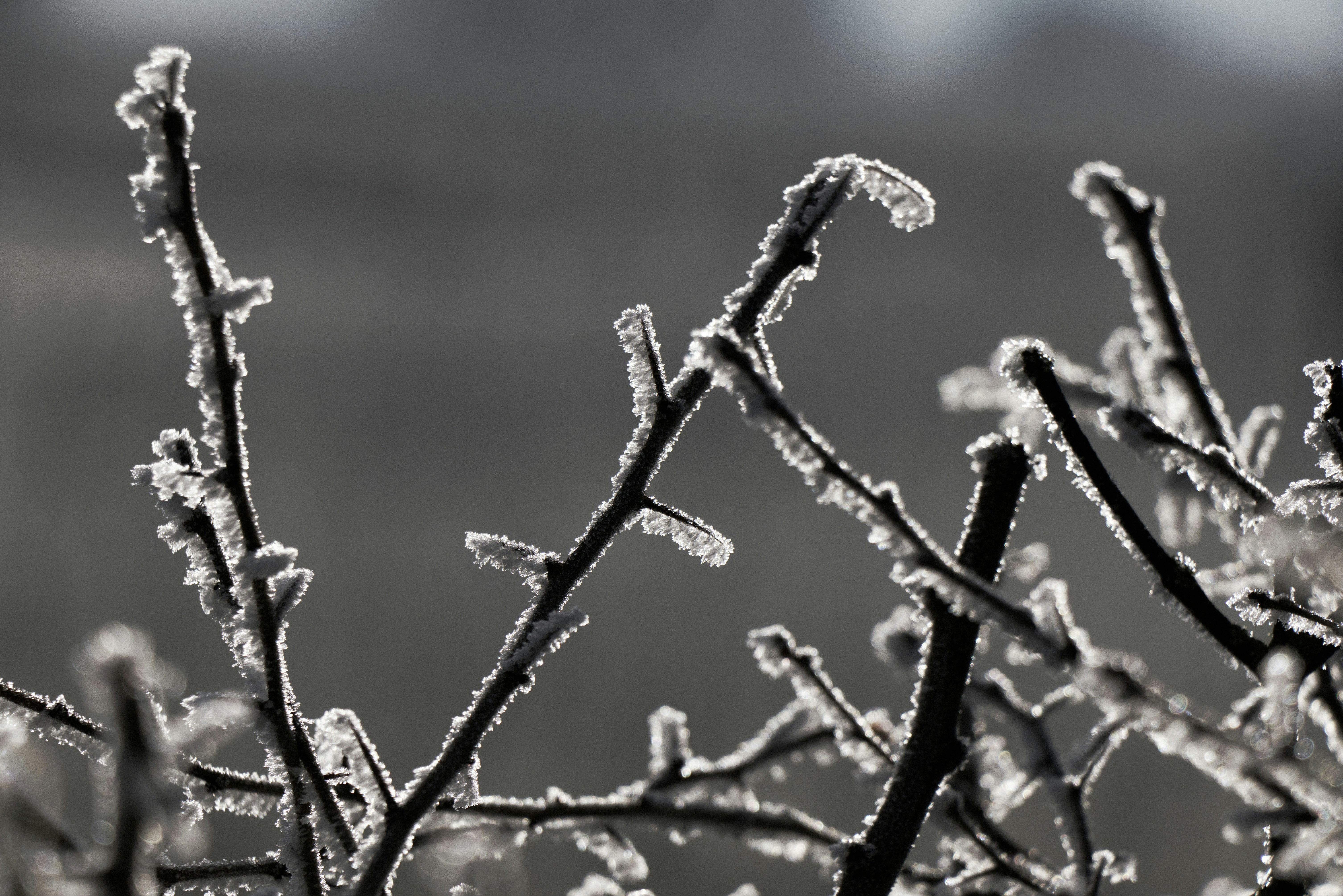 Photo by softlyglimmer