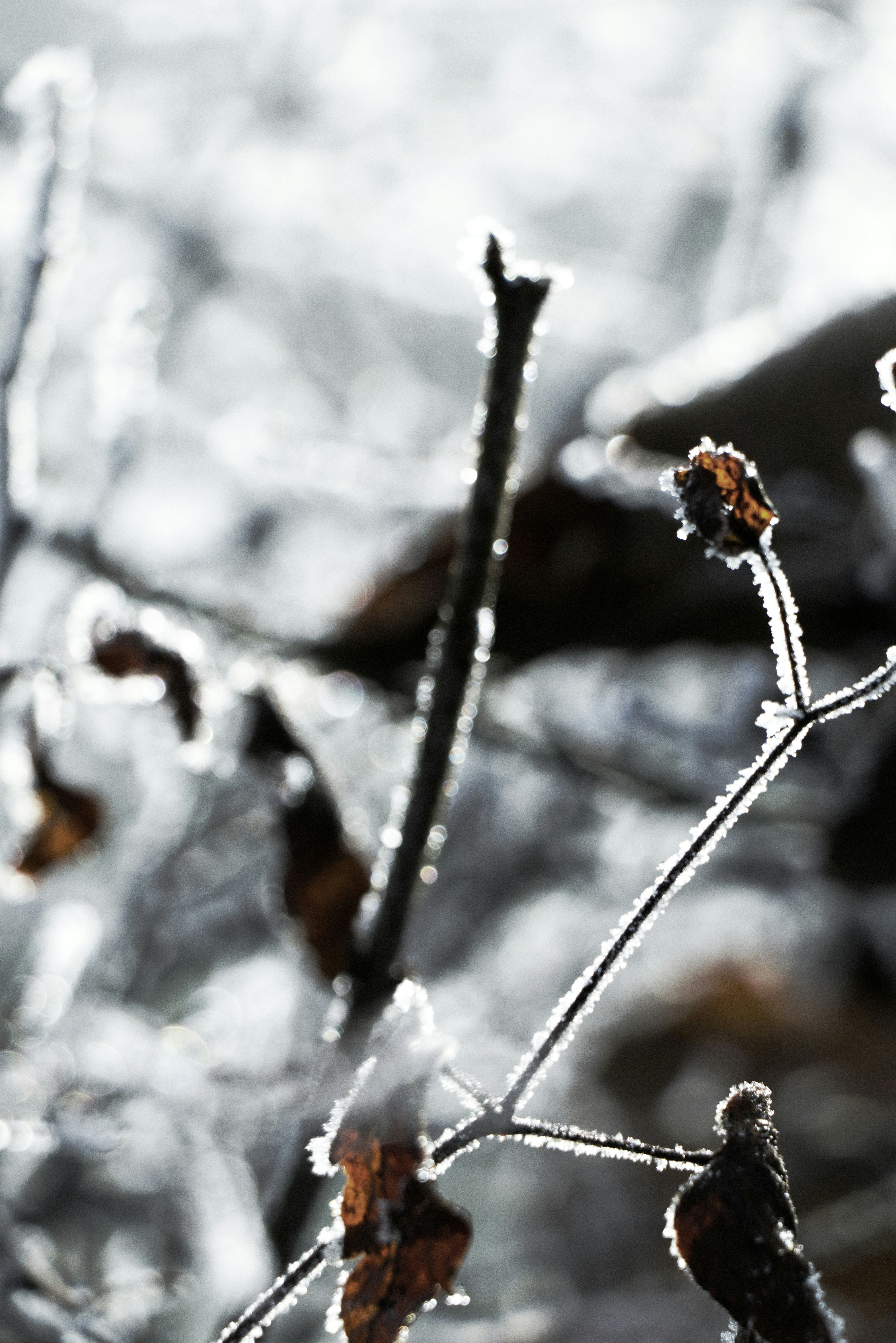 Photo by softlyglimmer