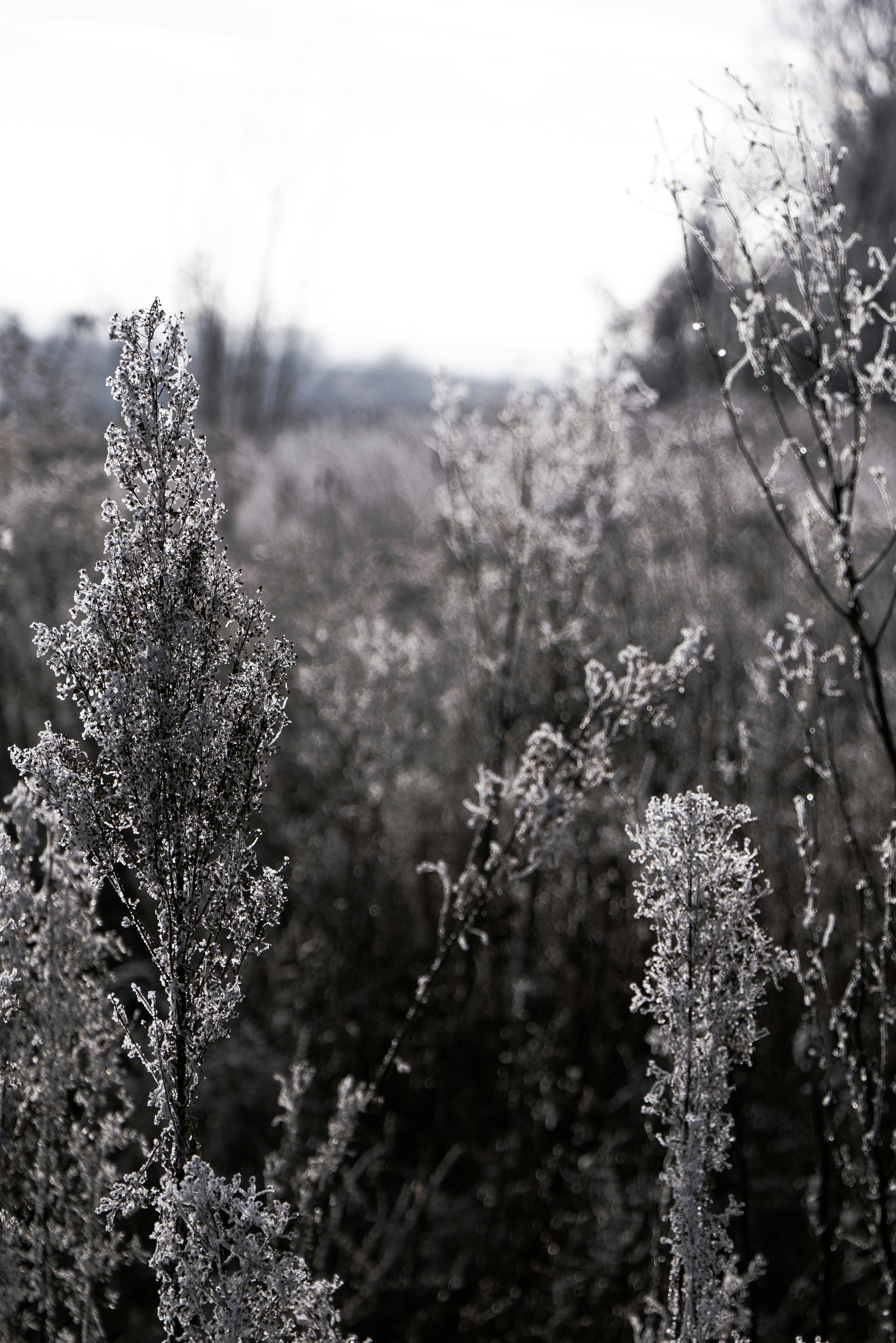 Photo by softlyglimmer