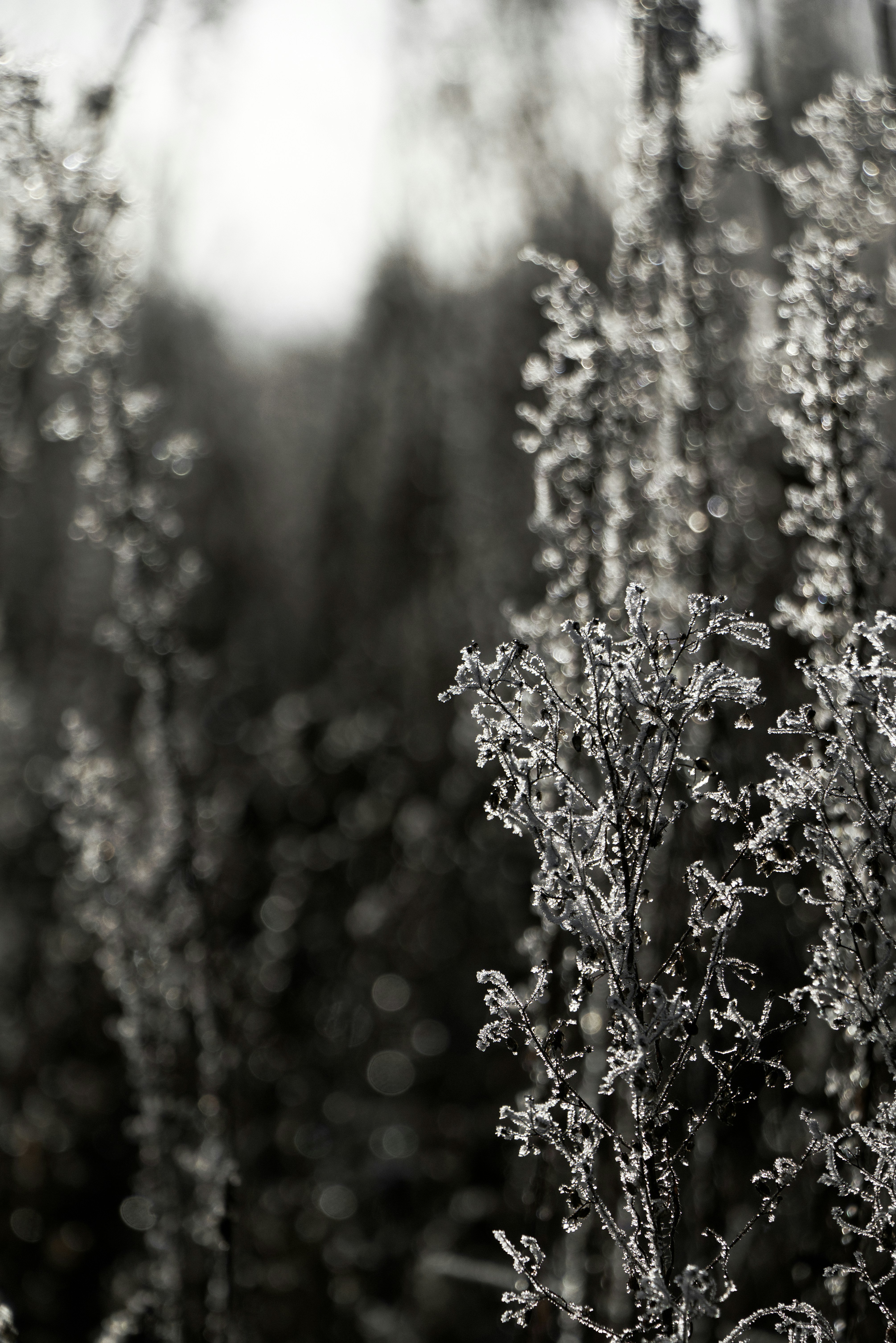 Photo by softlyglimmer