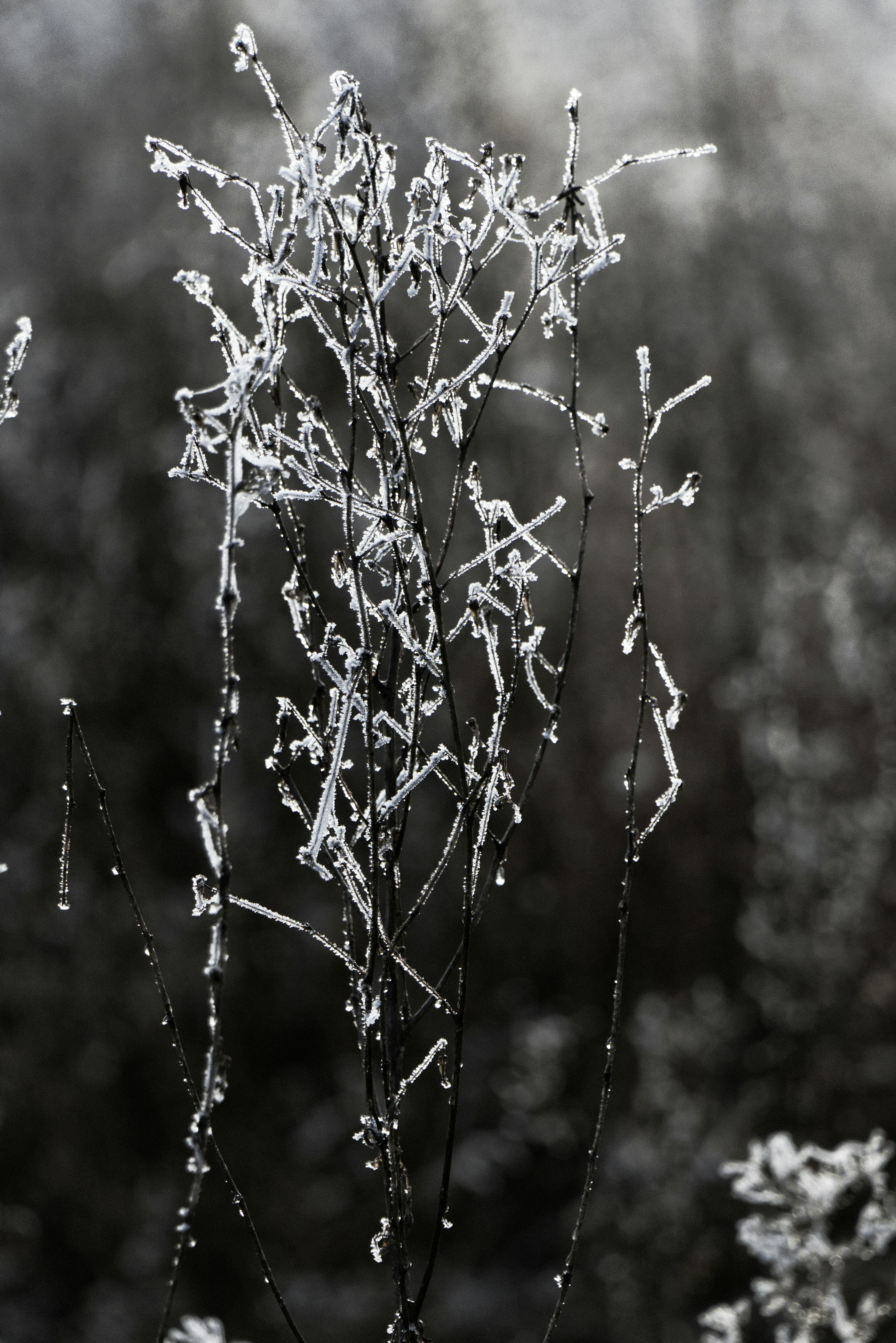 Photo by softlyglimmer