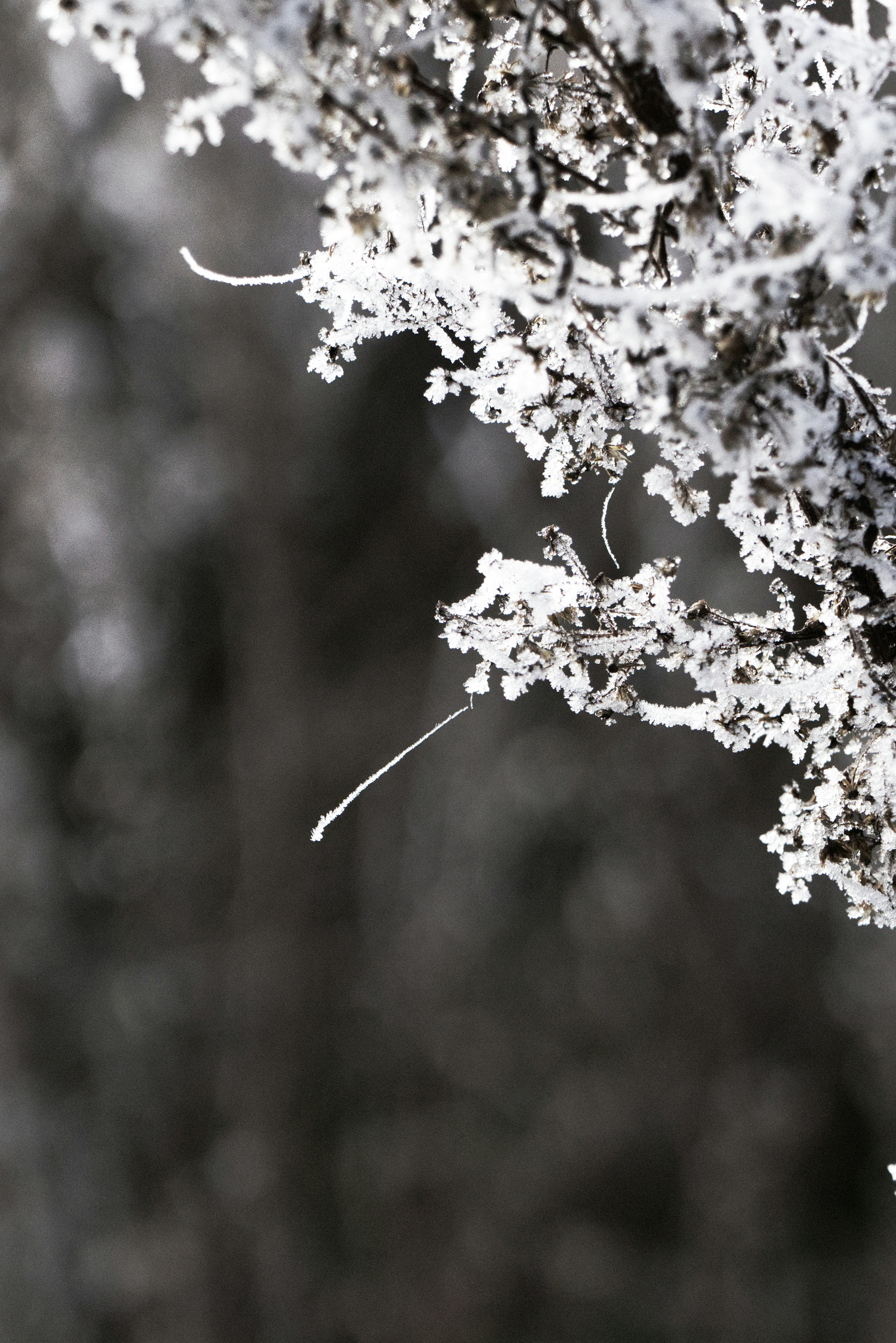 Photo by softlyglimmer