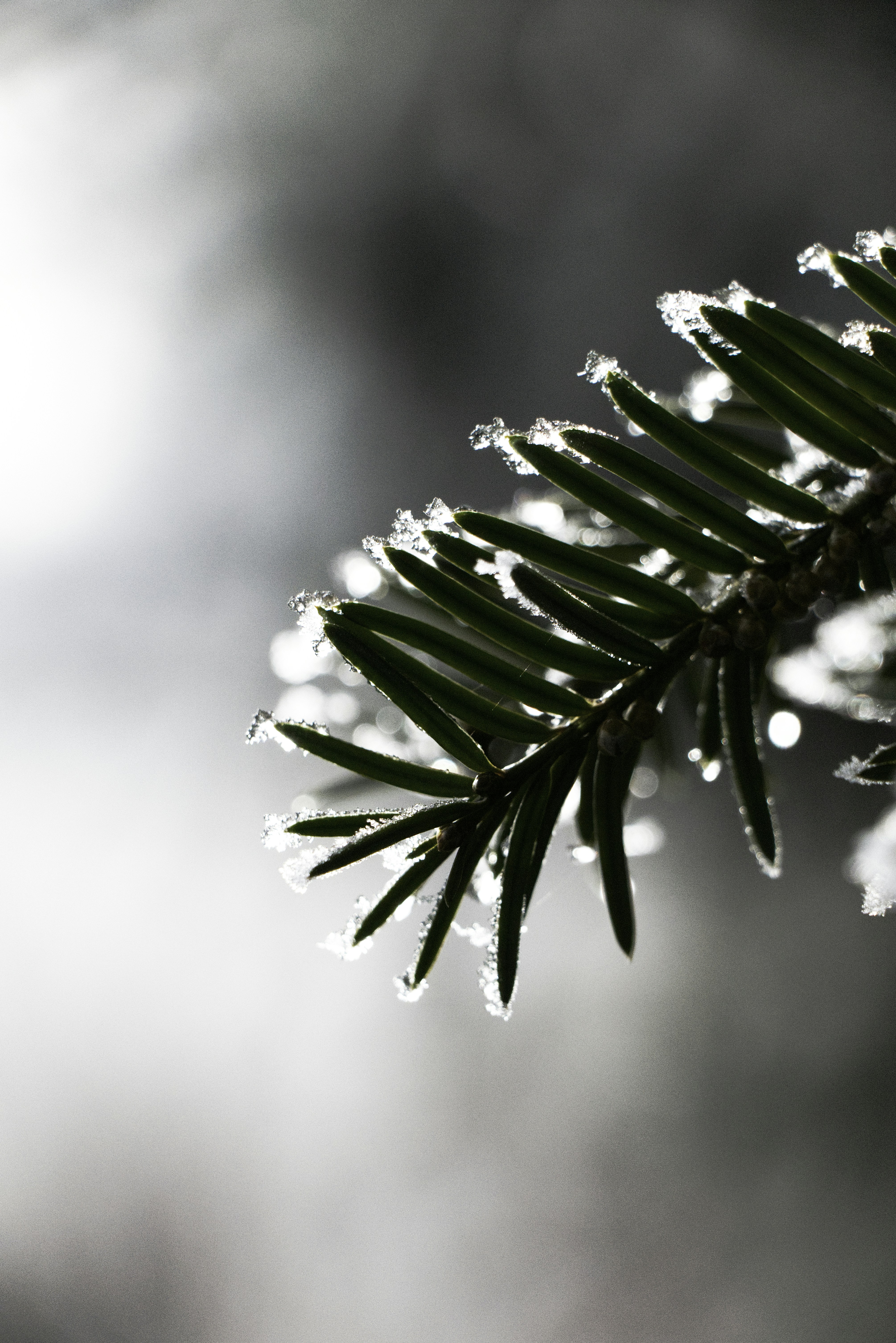 Photo by softlyglimmer