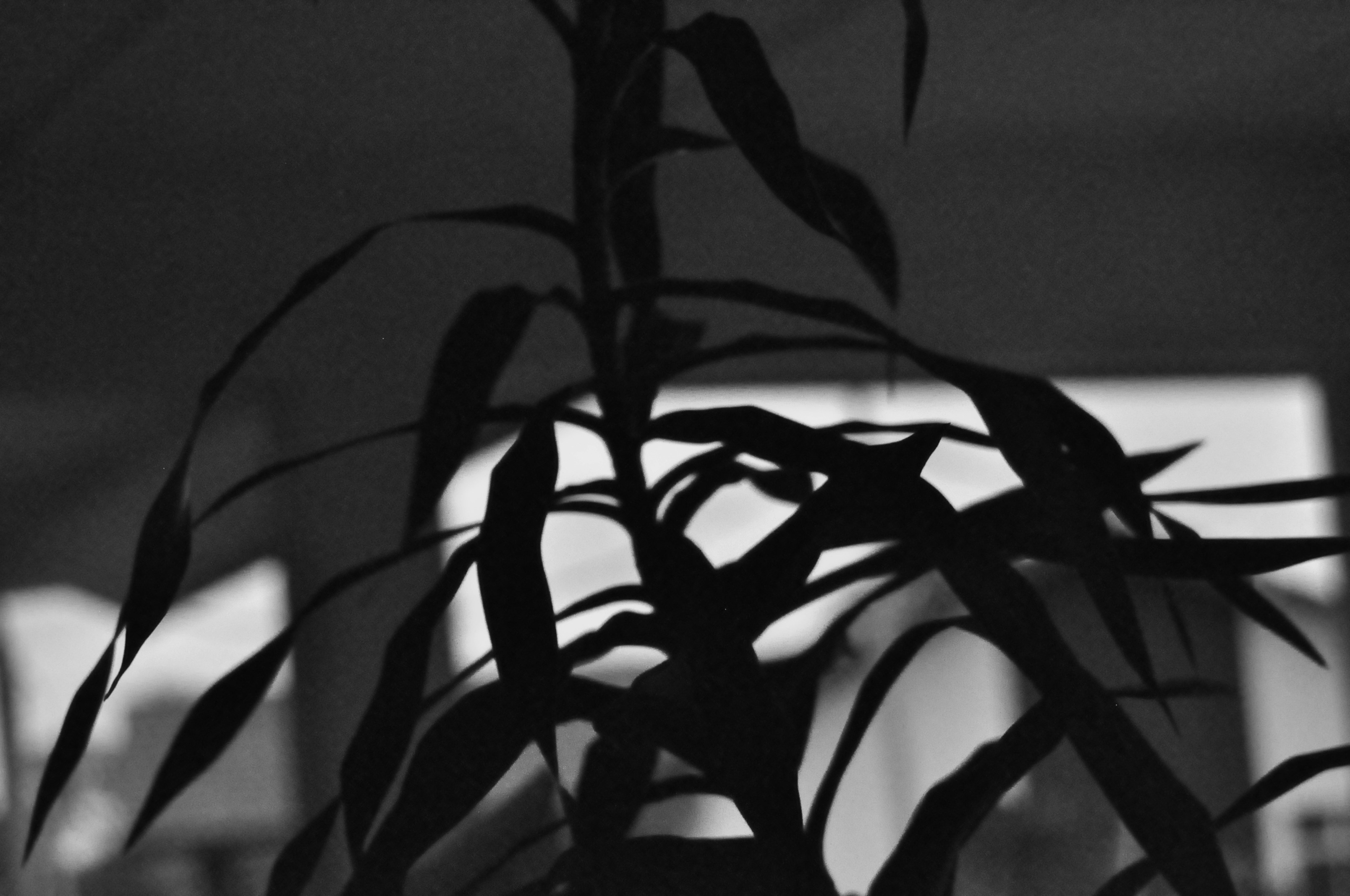 Plant silhouette with shadows