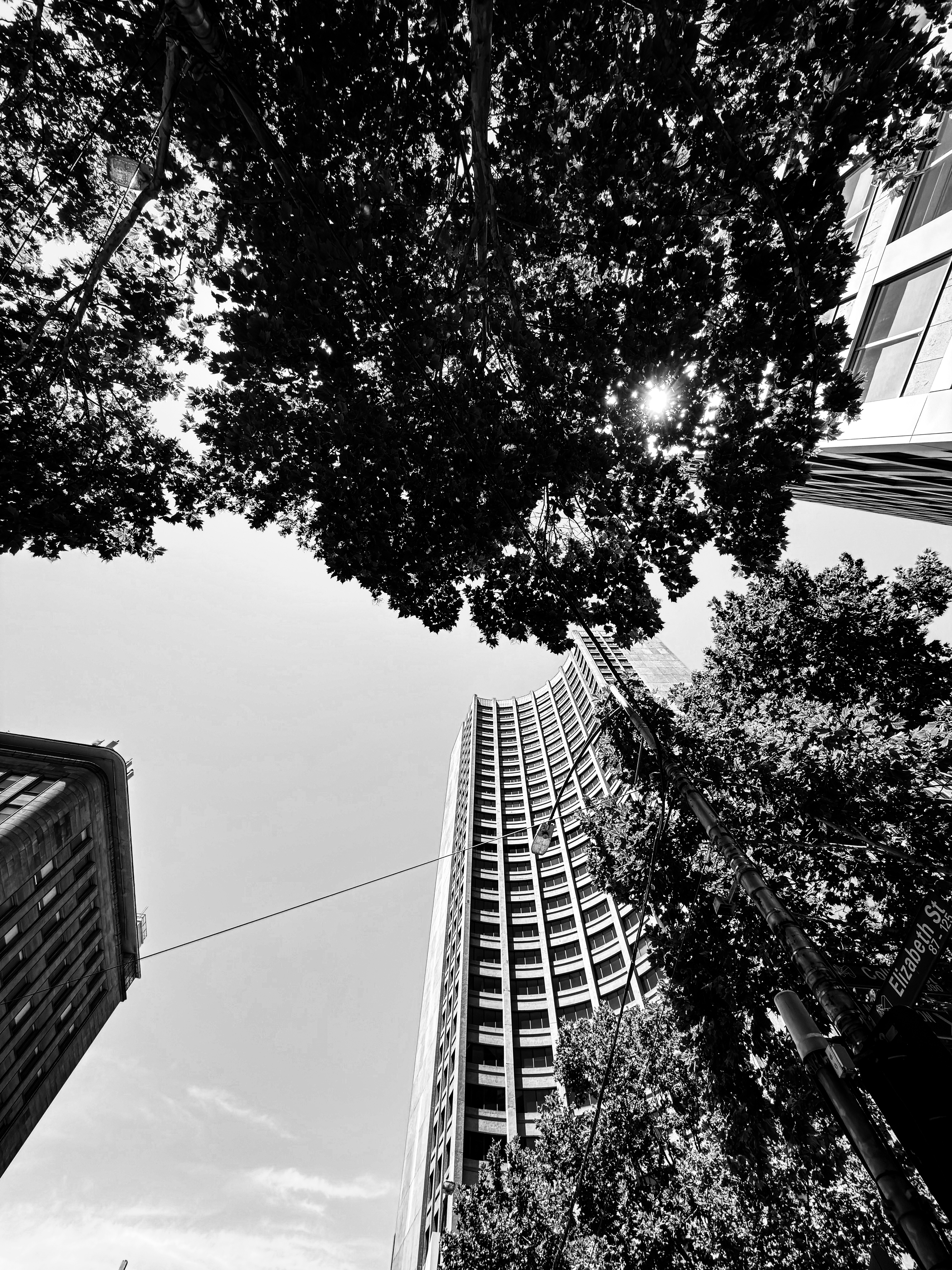 Looking up at tall buildings through trees