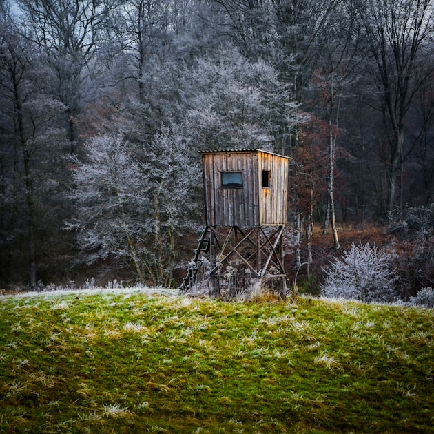 Snow-covered hardwood forest with deer tracks leading to a corn field in late December