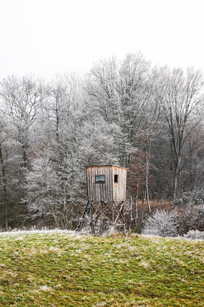 Whitetail deer in South Carolina pine and palmetto coastal swamp terrain