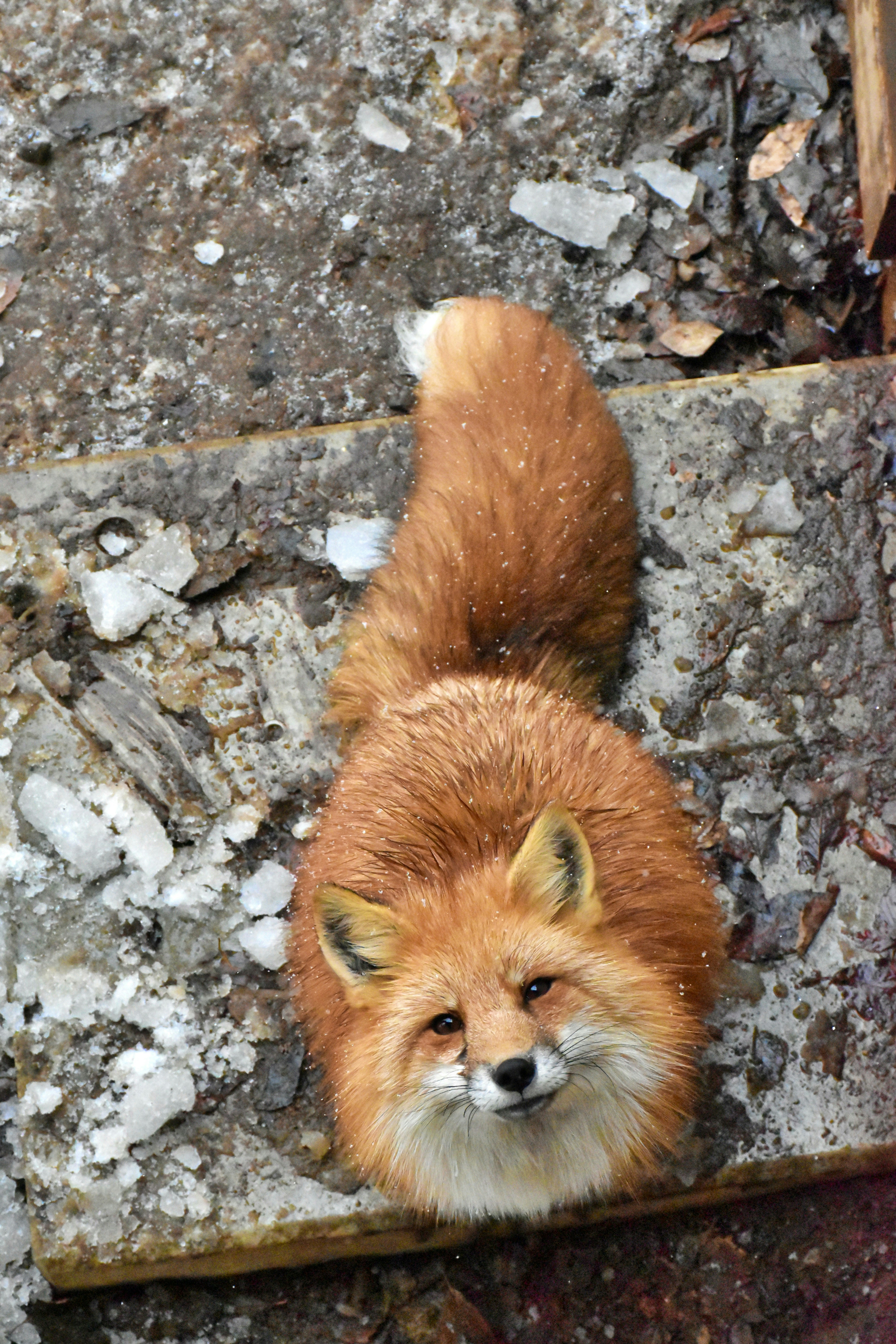 Un renard duveteux au pelage orange lève les yeux.
