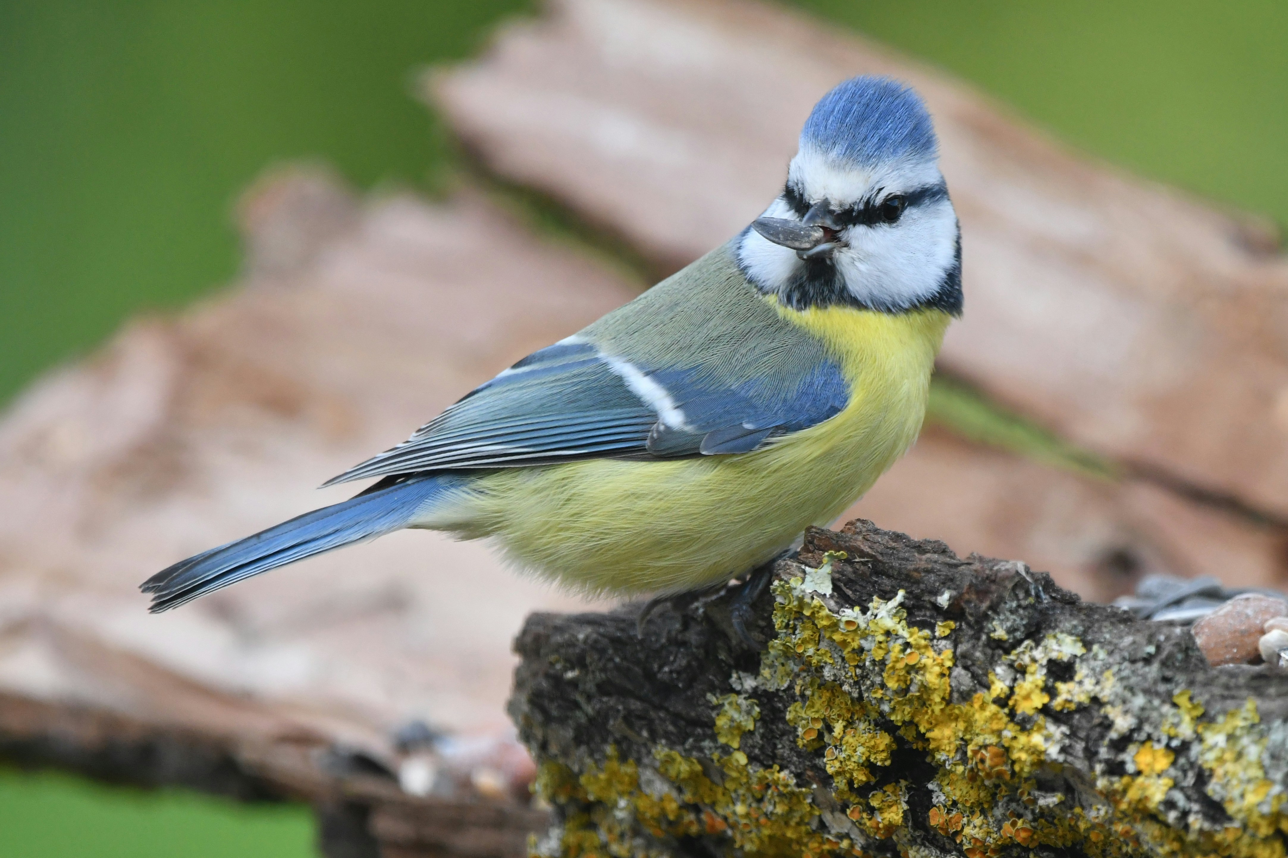 Photo by geraldine86170