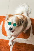 A small dog wearing round sunglasses on a rug