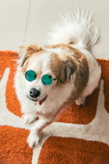 A small dog wearing round sunglasses on a rug