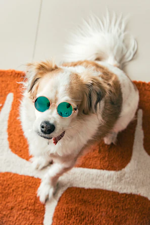 A small dog wearing round sunglasses on a rug