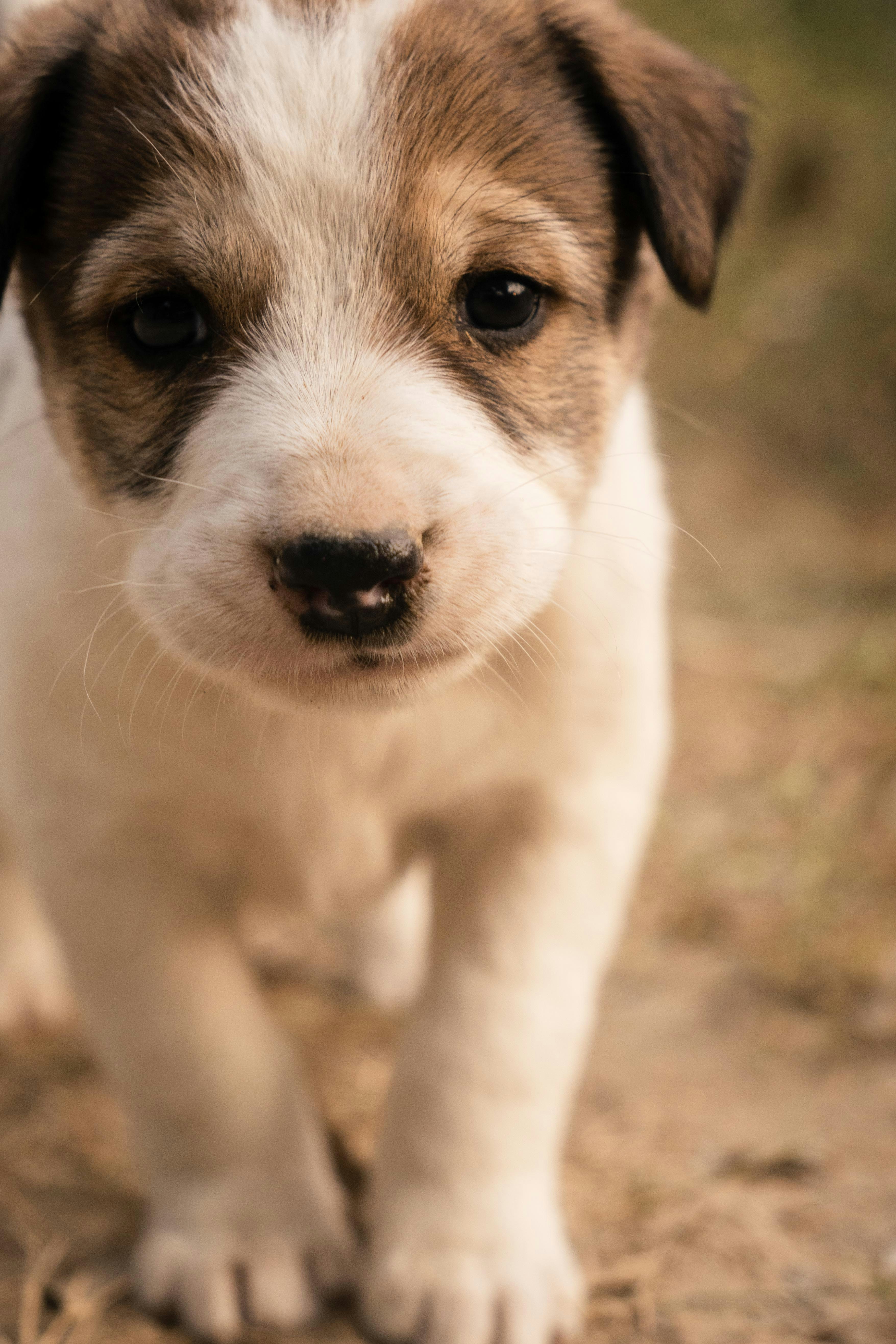 A cute puppy walking towards the camera