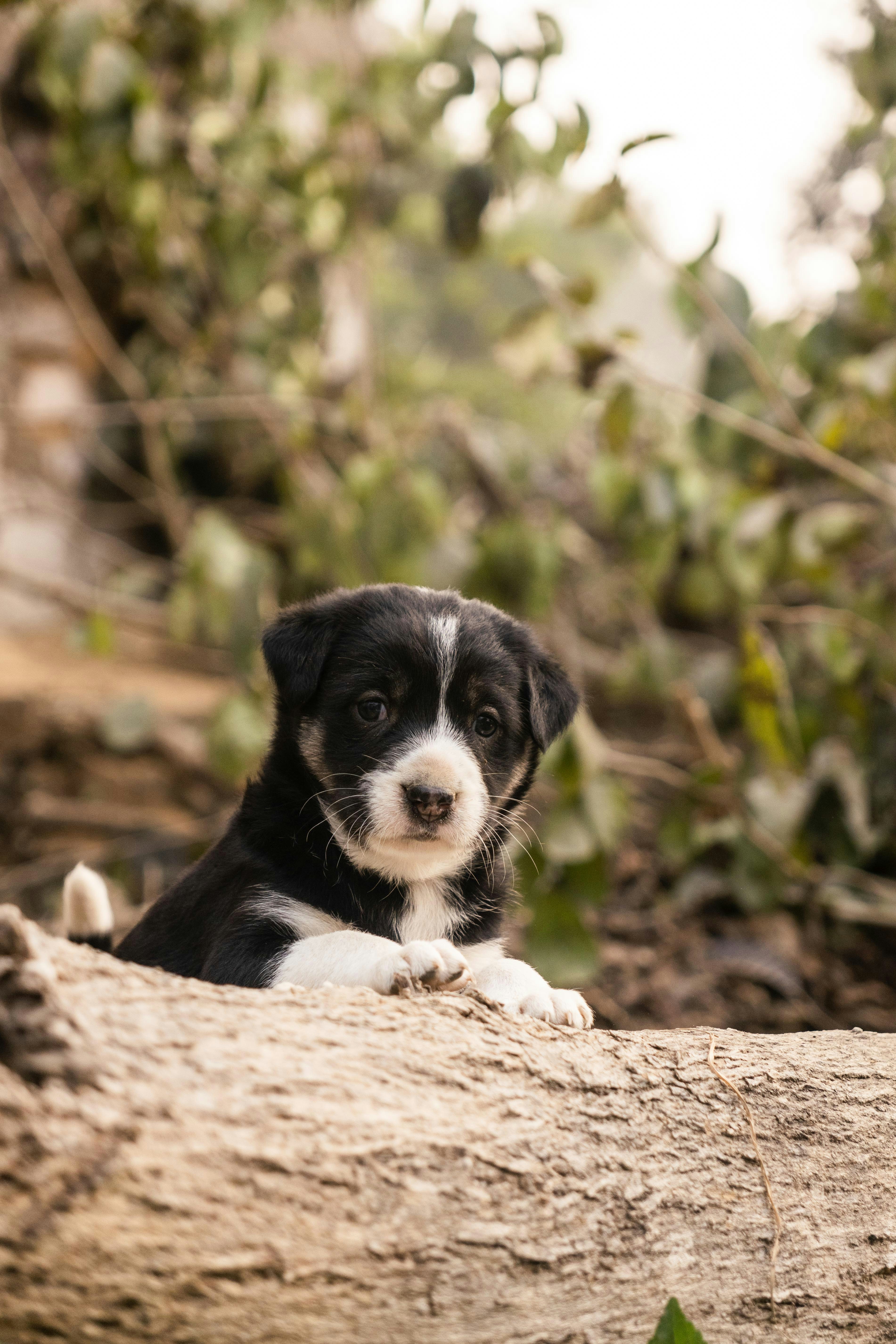 A cute puppy peeking over a log