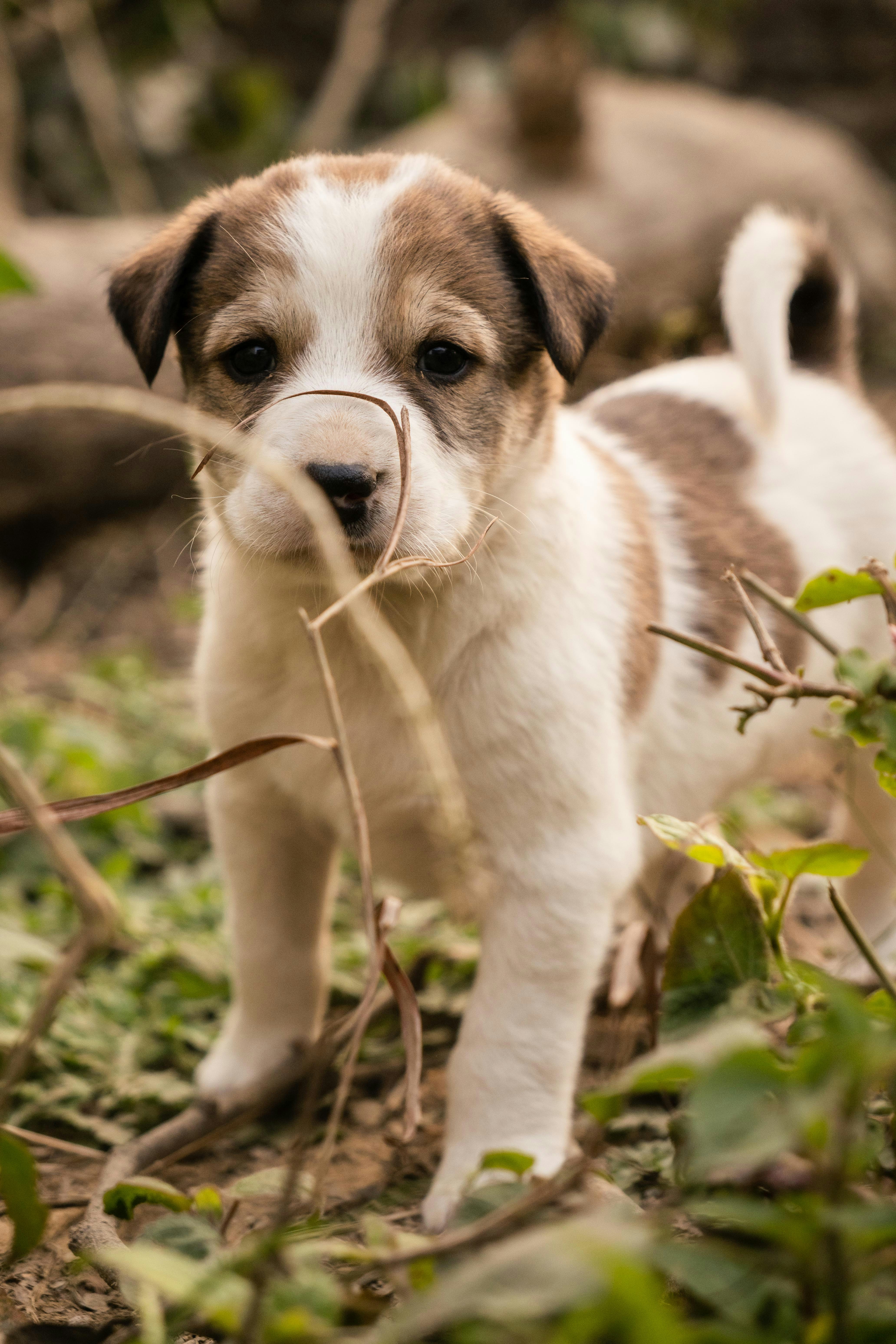 A cute puppy with white and brown markings stands outdoors.