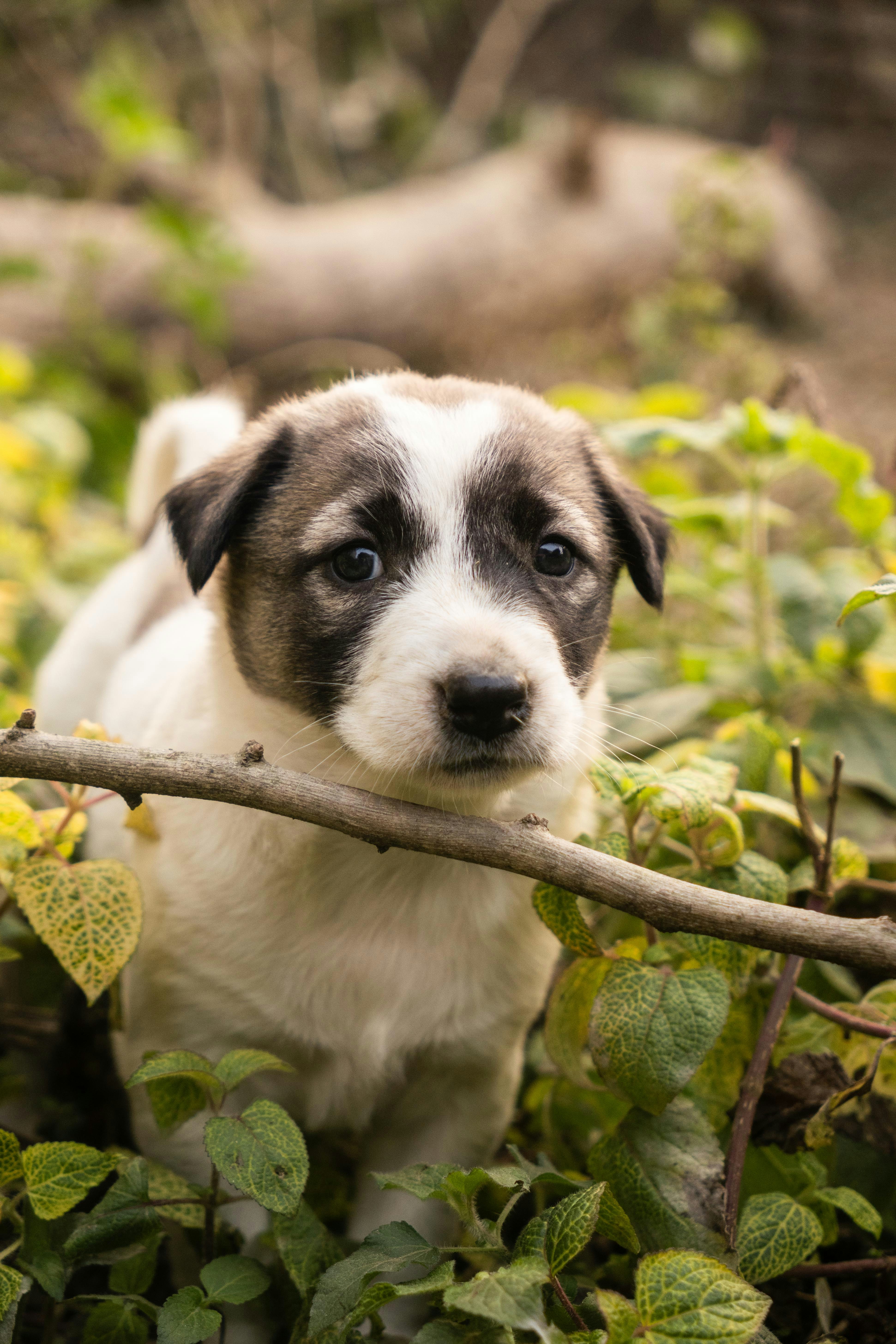A cute puppy peeking through green foliage.