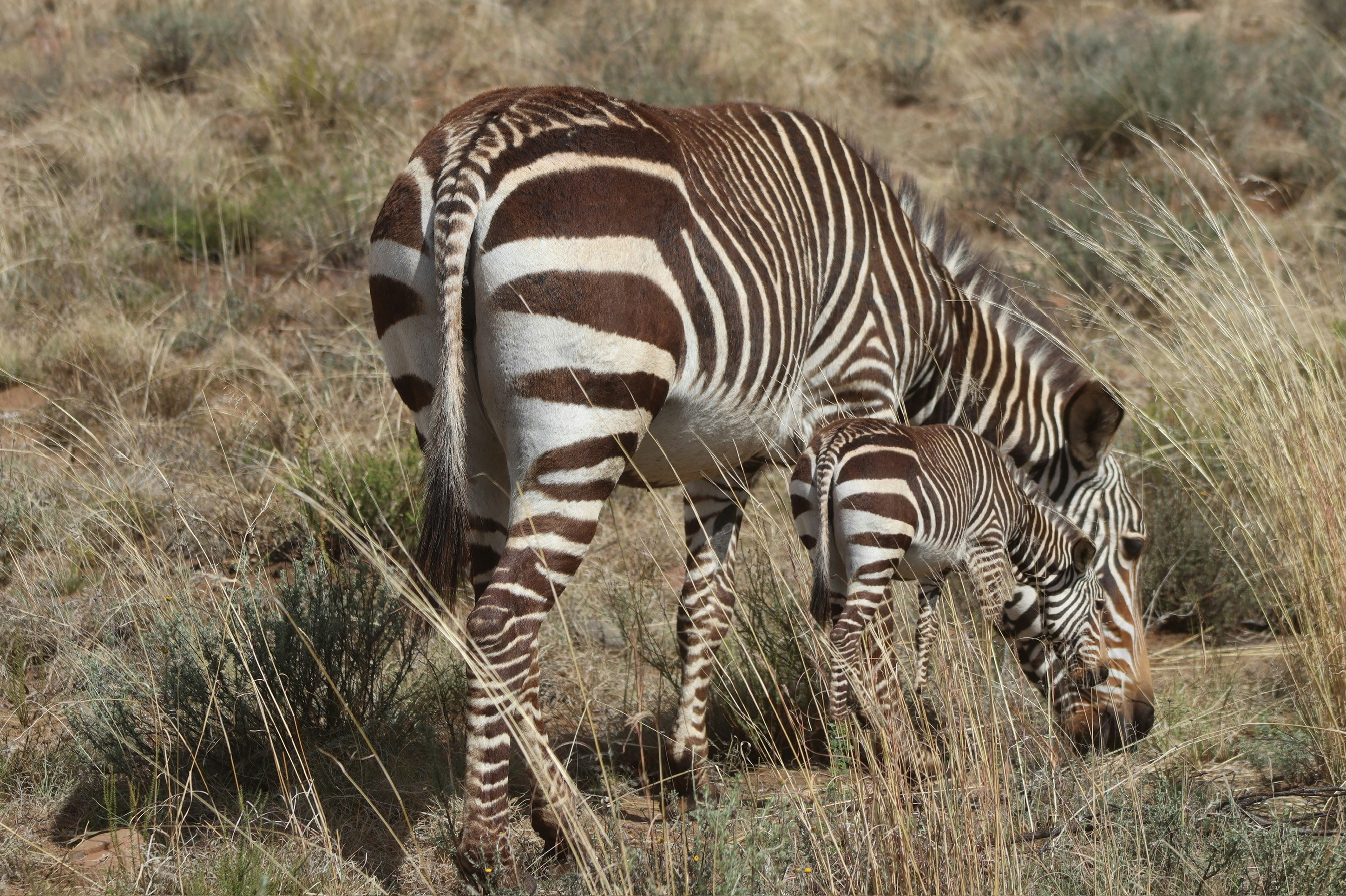 乾いた草の上で草を食む二匹のシマウマ