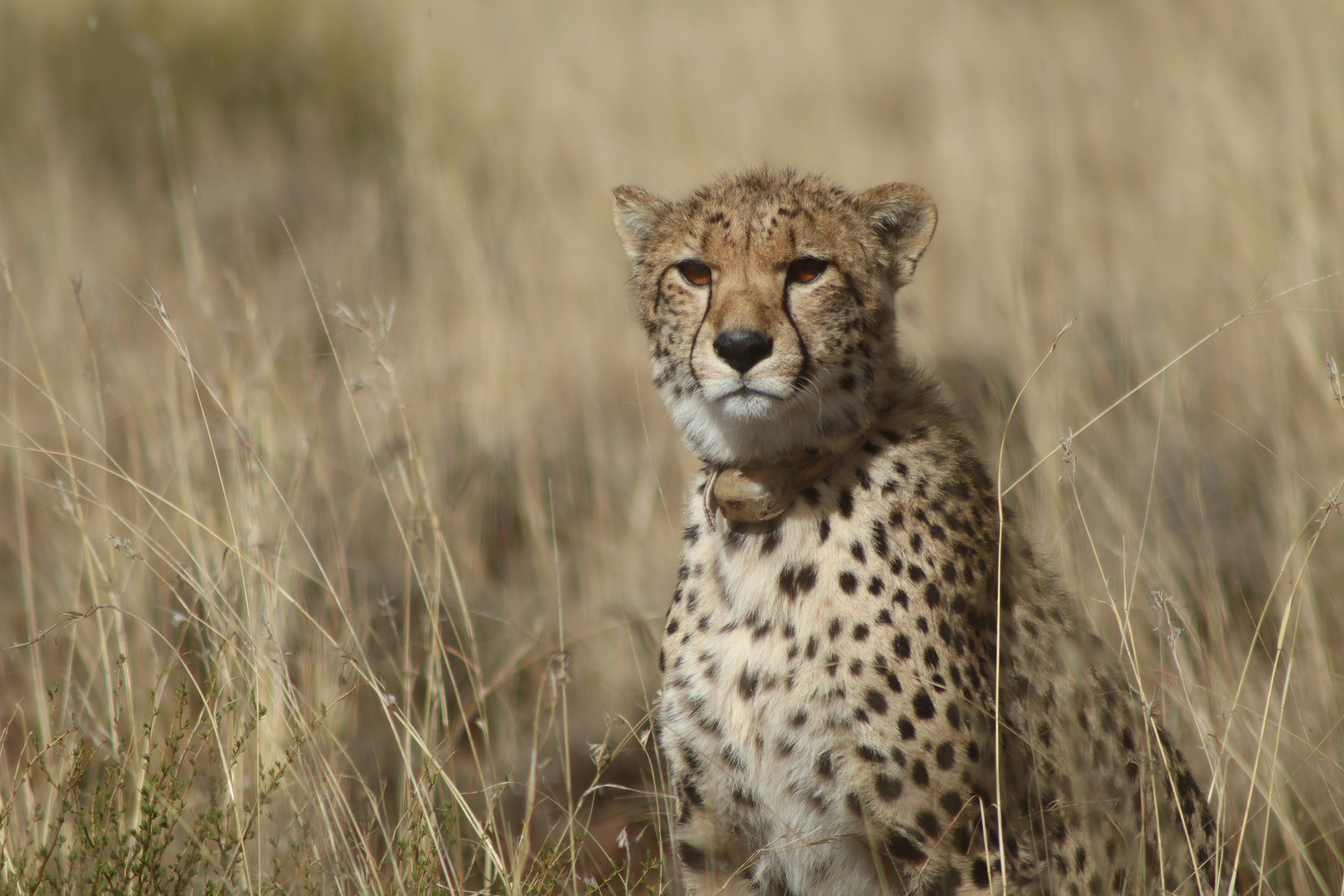 チーターが背の高い乾いた草の上に座っています。