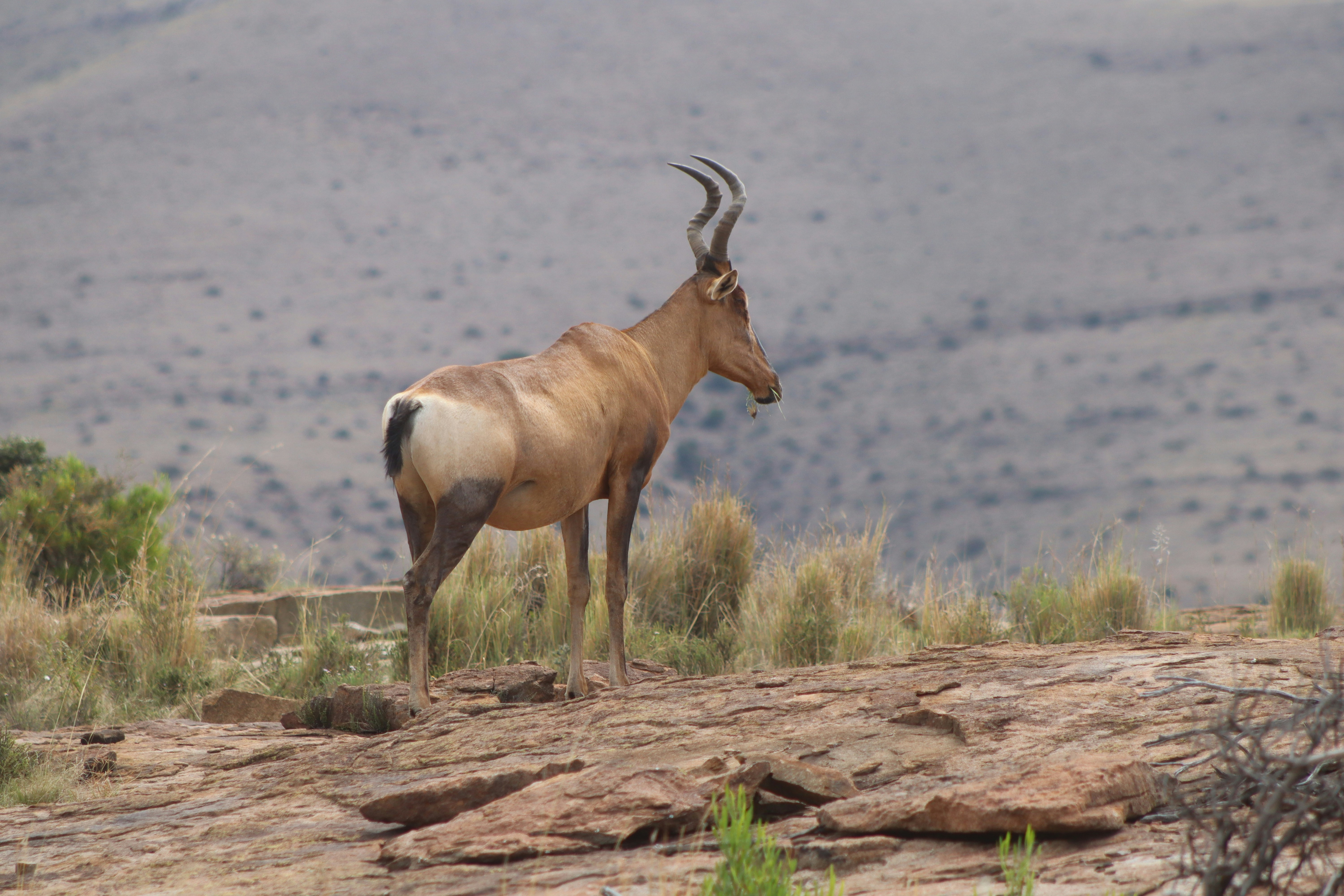 ハートビーストが岩場に立っています。