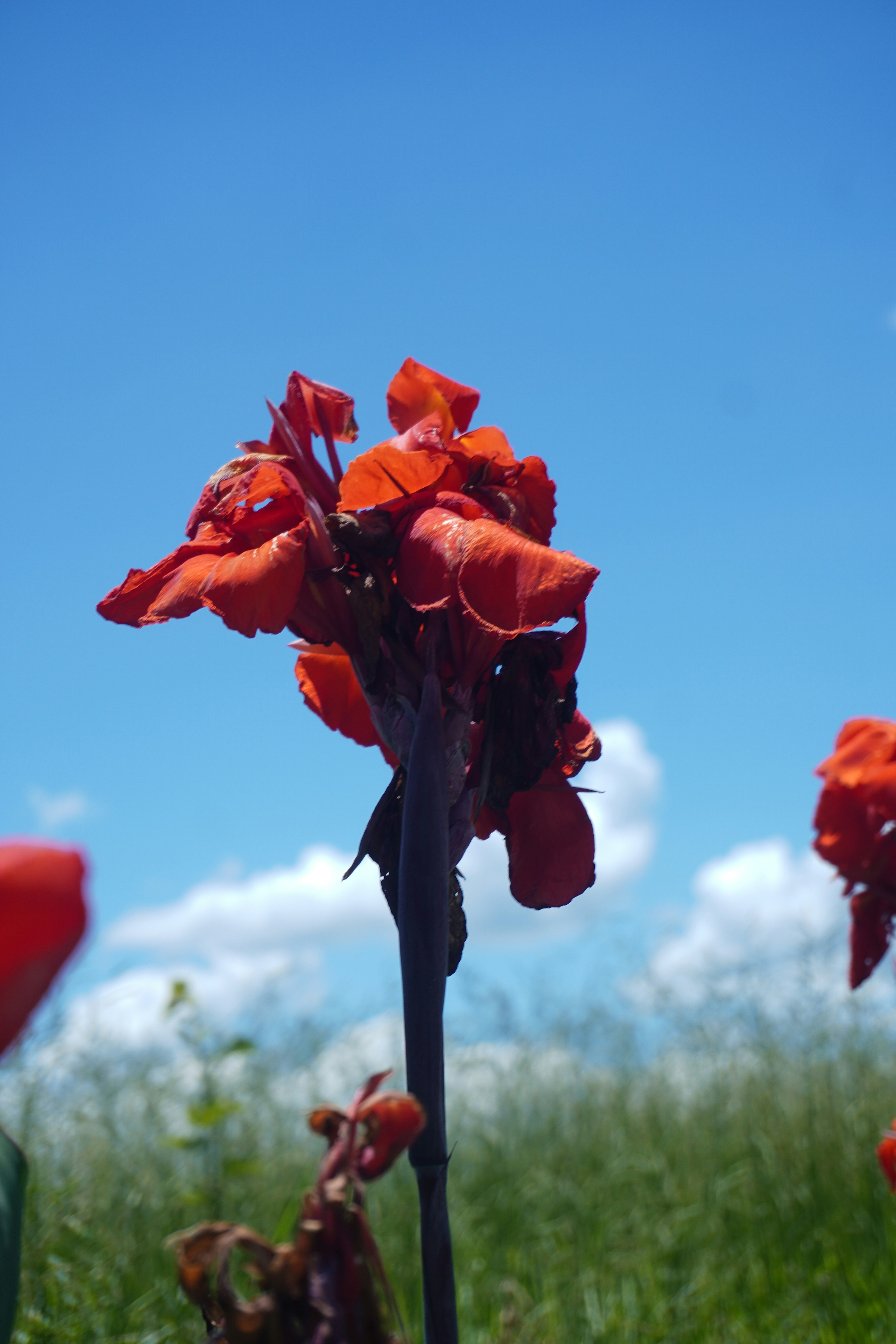 Red flowers