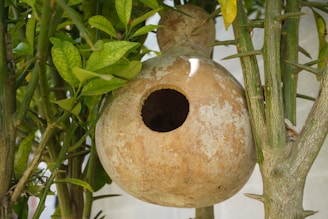 Семпла къщичка за птици от кратуна, окачена на дървесен клон и придаваща естествен акцент на градина