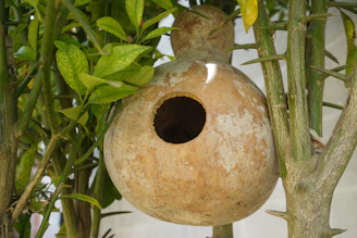 Gourd birdhouse hanging from a tree branch.