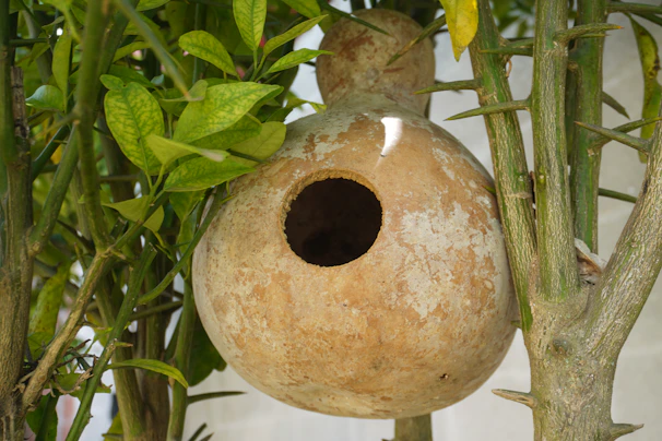 Gourd birdhouse hanging from a tree branch.