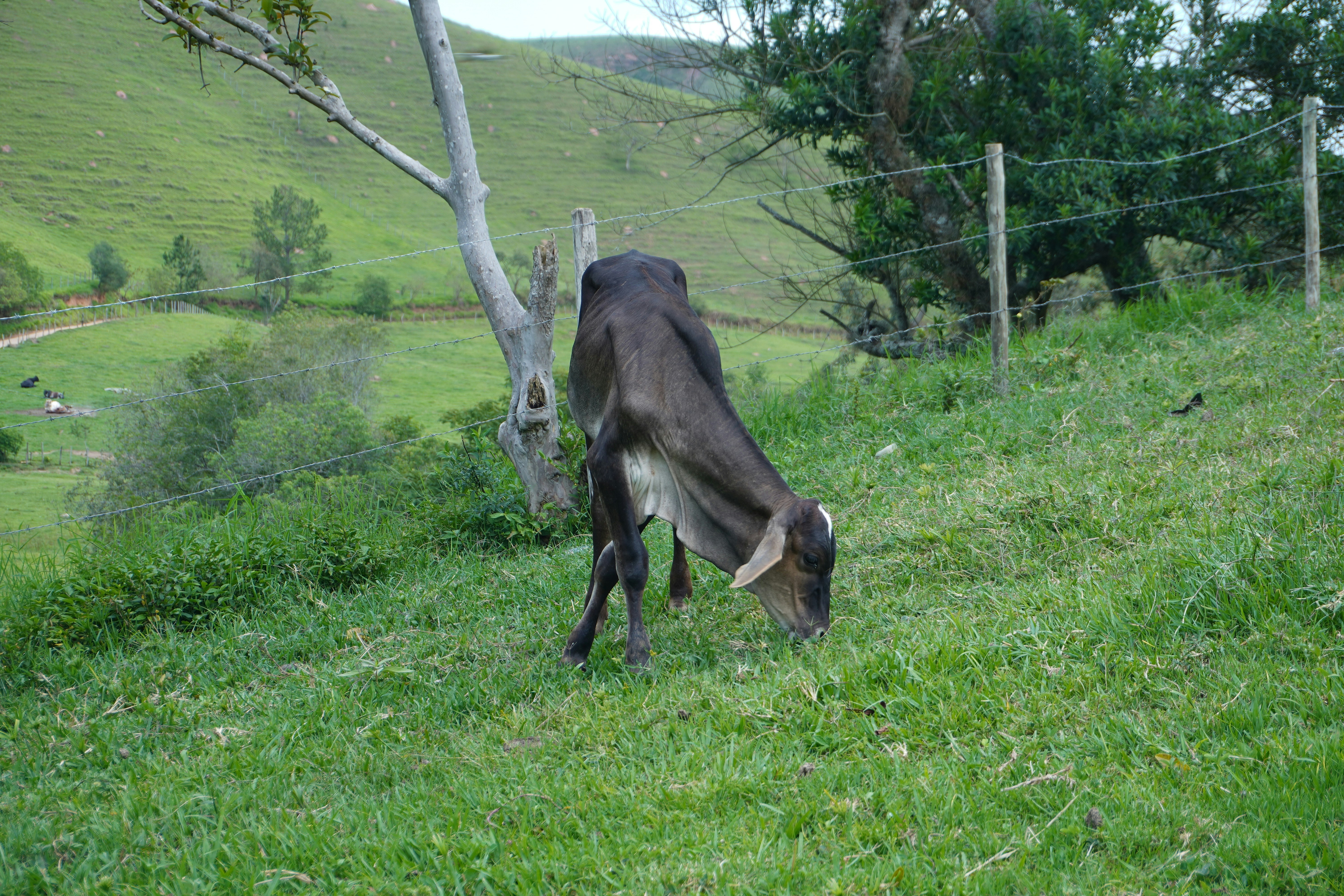 Calf